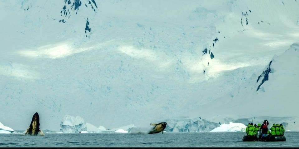 South of Everything: Frozen Seas & Wild Encounters curated by Janice Escobar