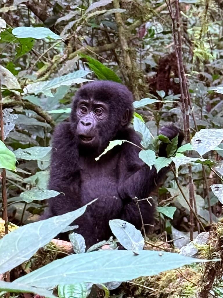 Ugandan Chimps, Gorillas and Wildlife Safari With Hornbill Treks & Safaris curated by Liz Lee
