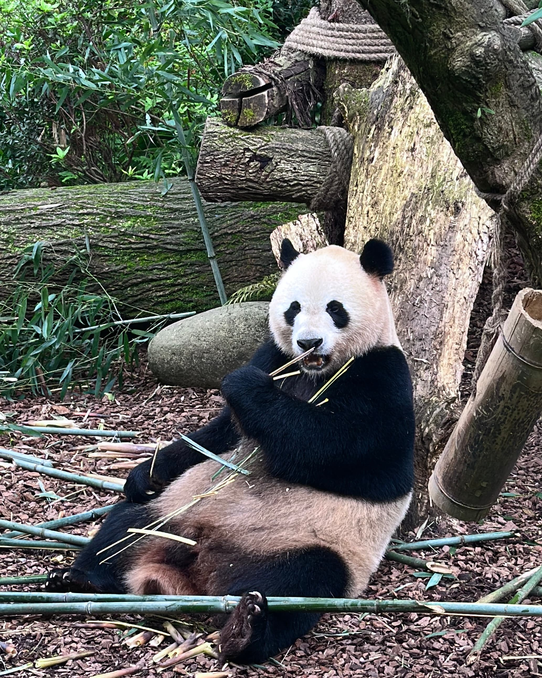 Chengdu by Heart: A 3-Day Itinerary in China’s Chillest City curated by Jocelyn Heng