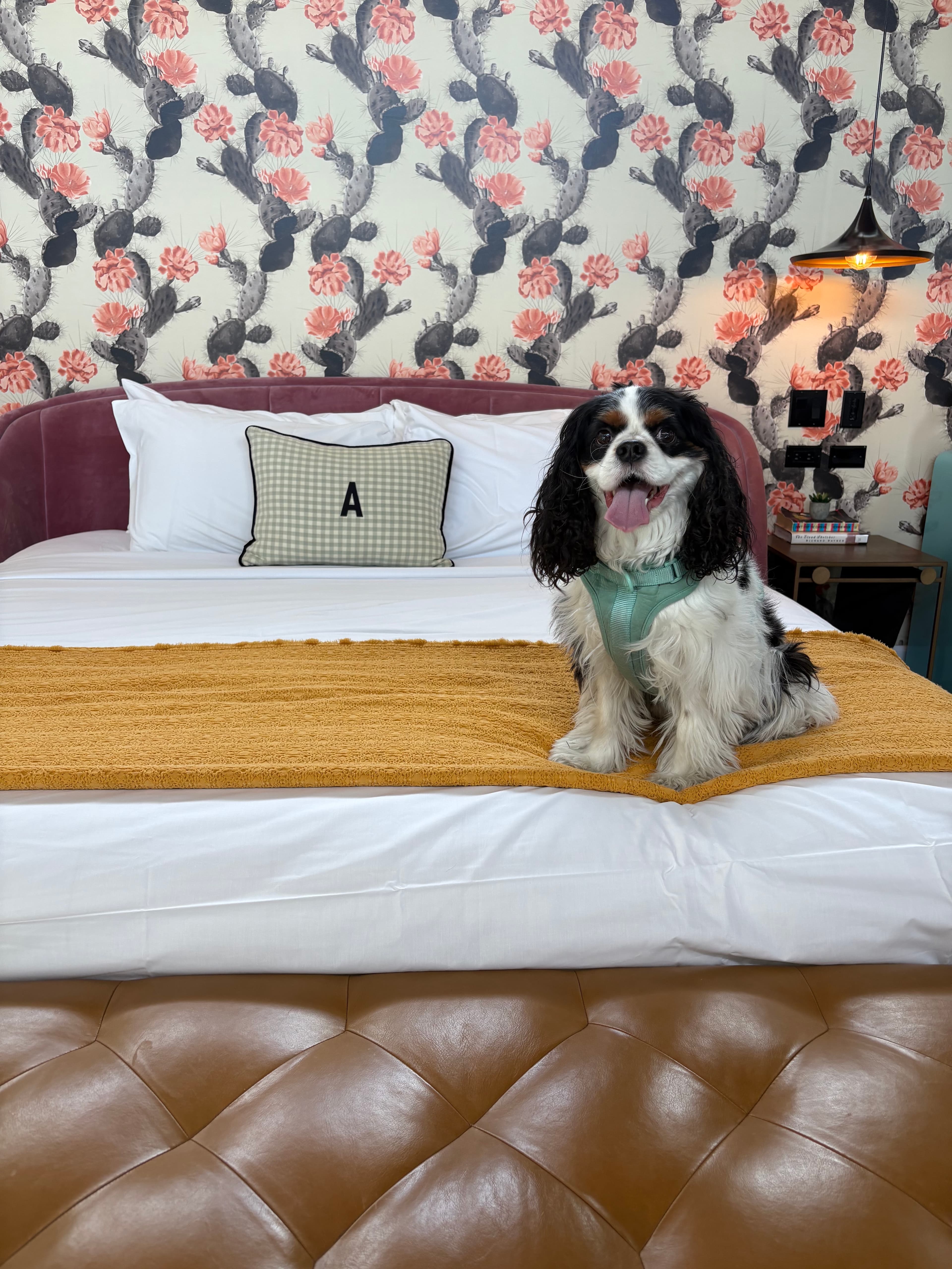 Palm Springs with a Pup: A Dog-Friendly Weekend curated by Kristen Damiani