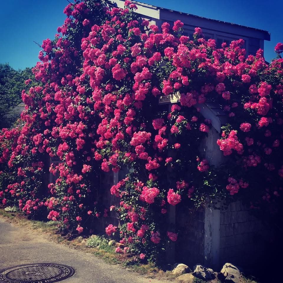 36 Hours with The Grey Lady: Weekend Guide to Nantucket curated by Kathryn Brennan