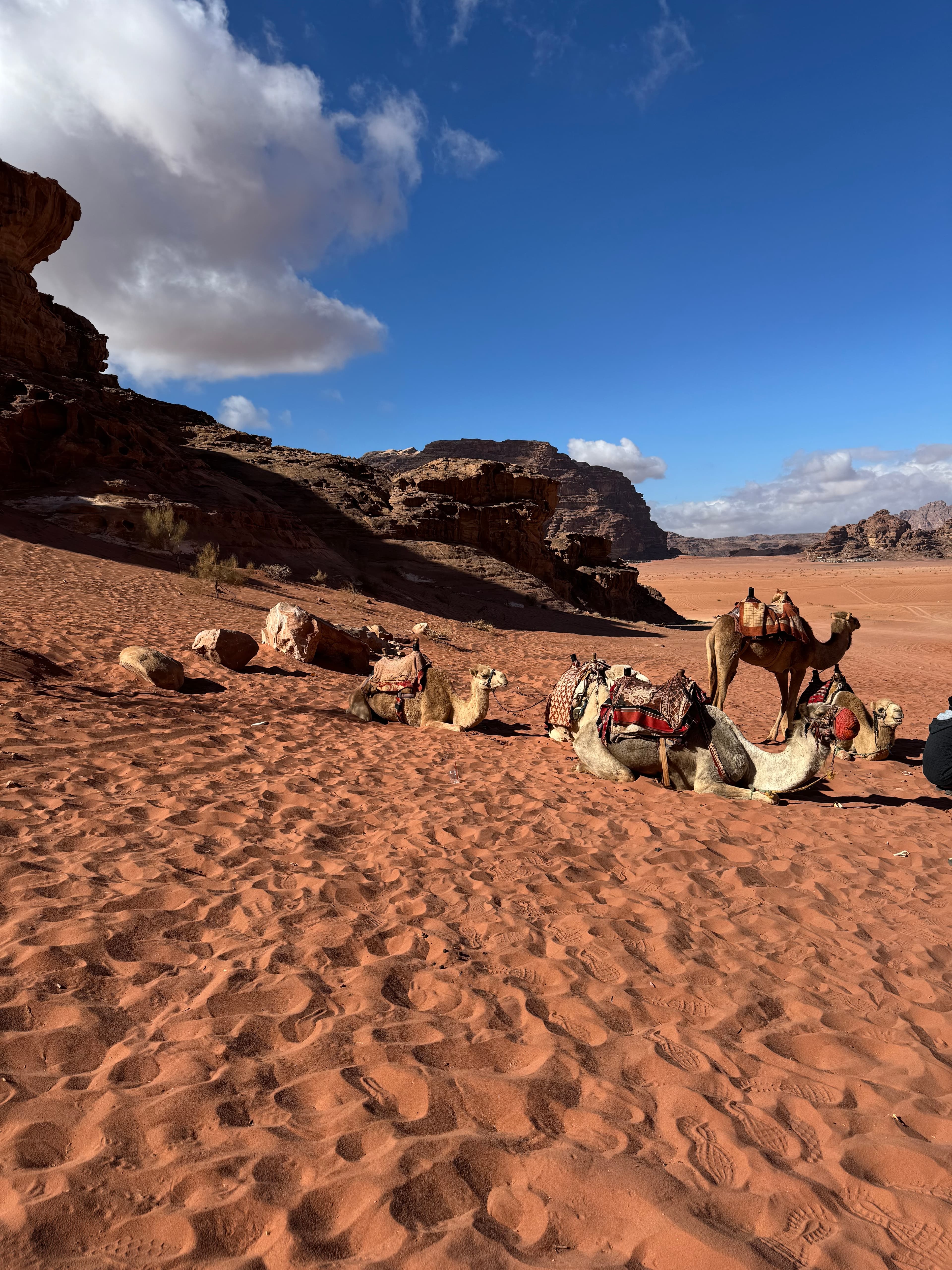 Jordan Highlights: Road Trip Through the Desert curated by Danielle Moore