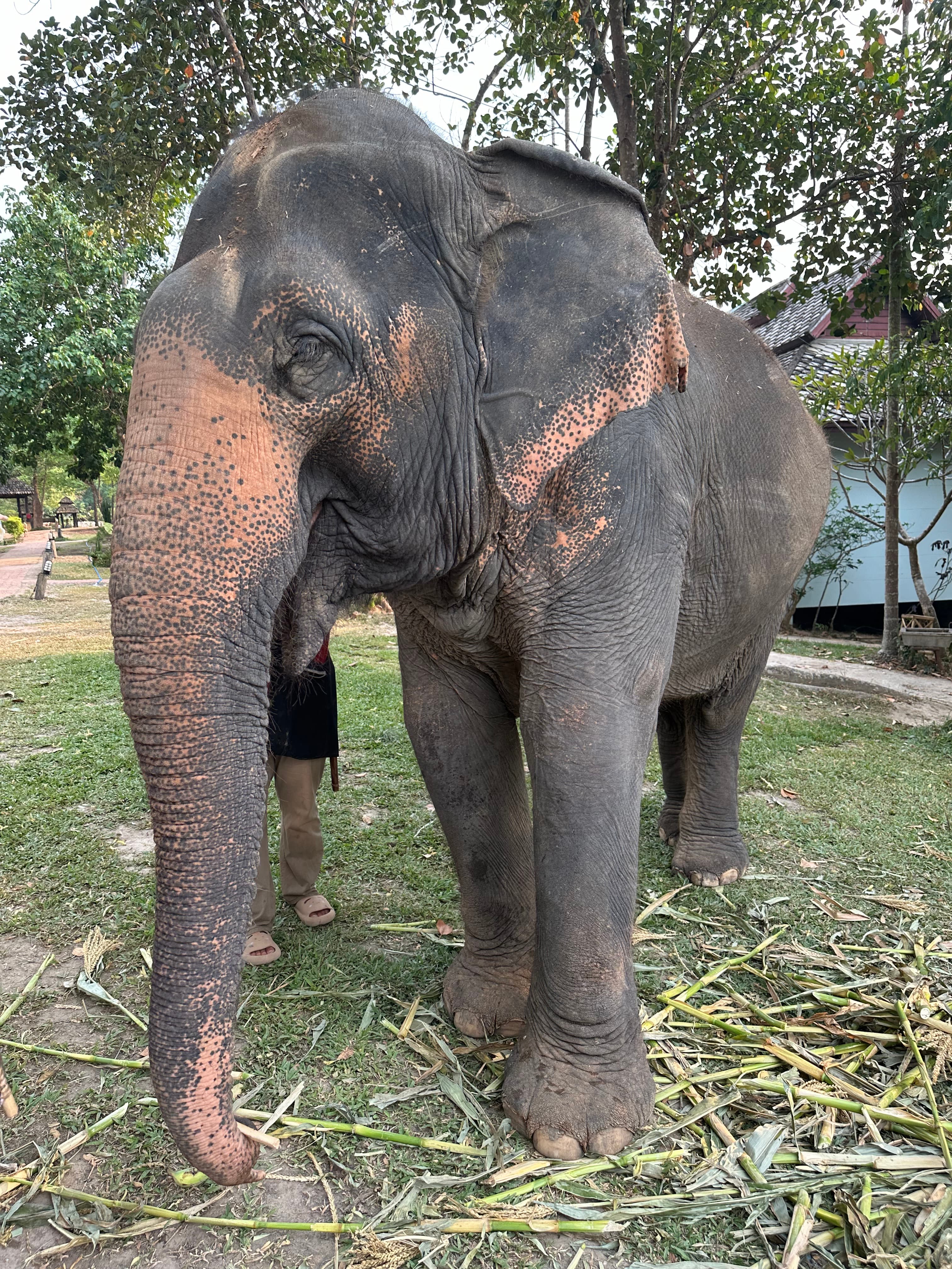 A Magical Stay at Chai Lai Orchid: Eco-Adventure in the Heart of Thailand curated by Lindsay Callender