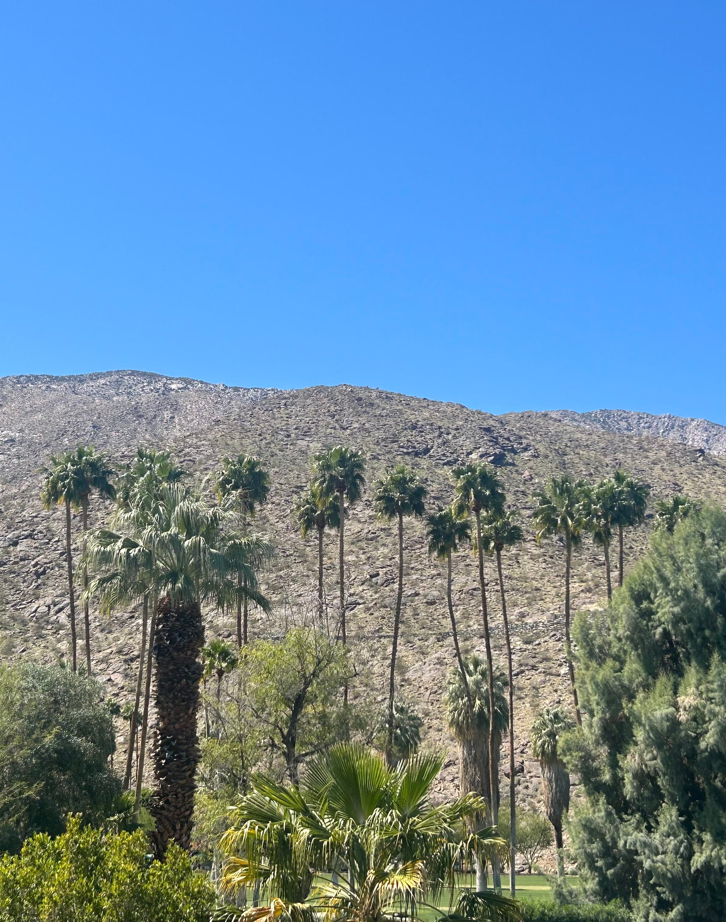 Palm Springs: Desert Love with a Toddler curated by Margot Pearmine