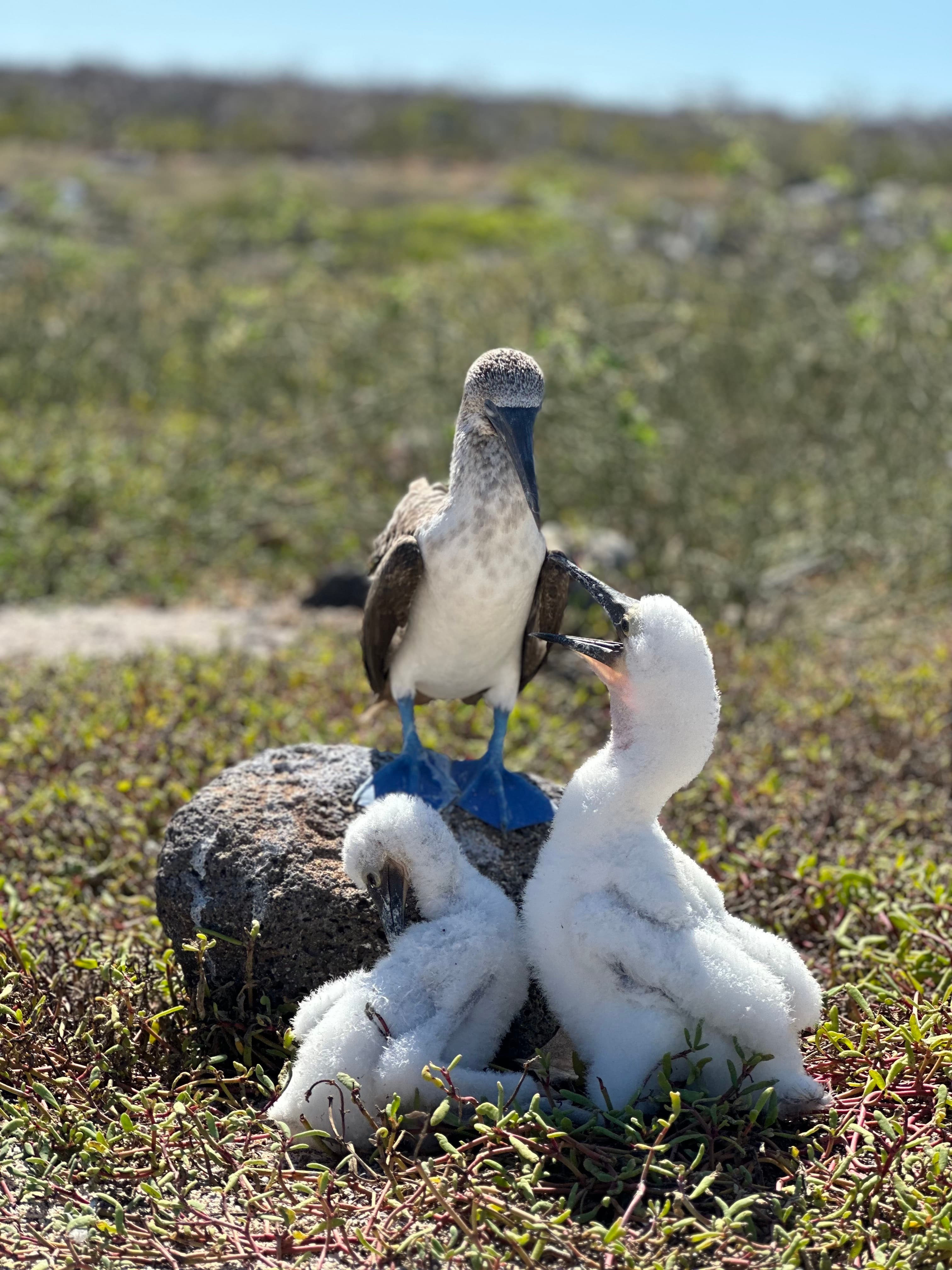 Wildlife Up Close: A Lindblad & National Geographic Galápagos Expedition curated by Lilly S.