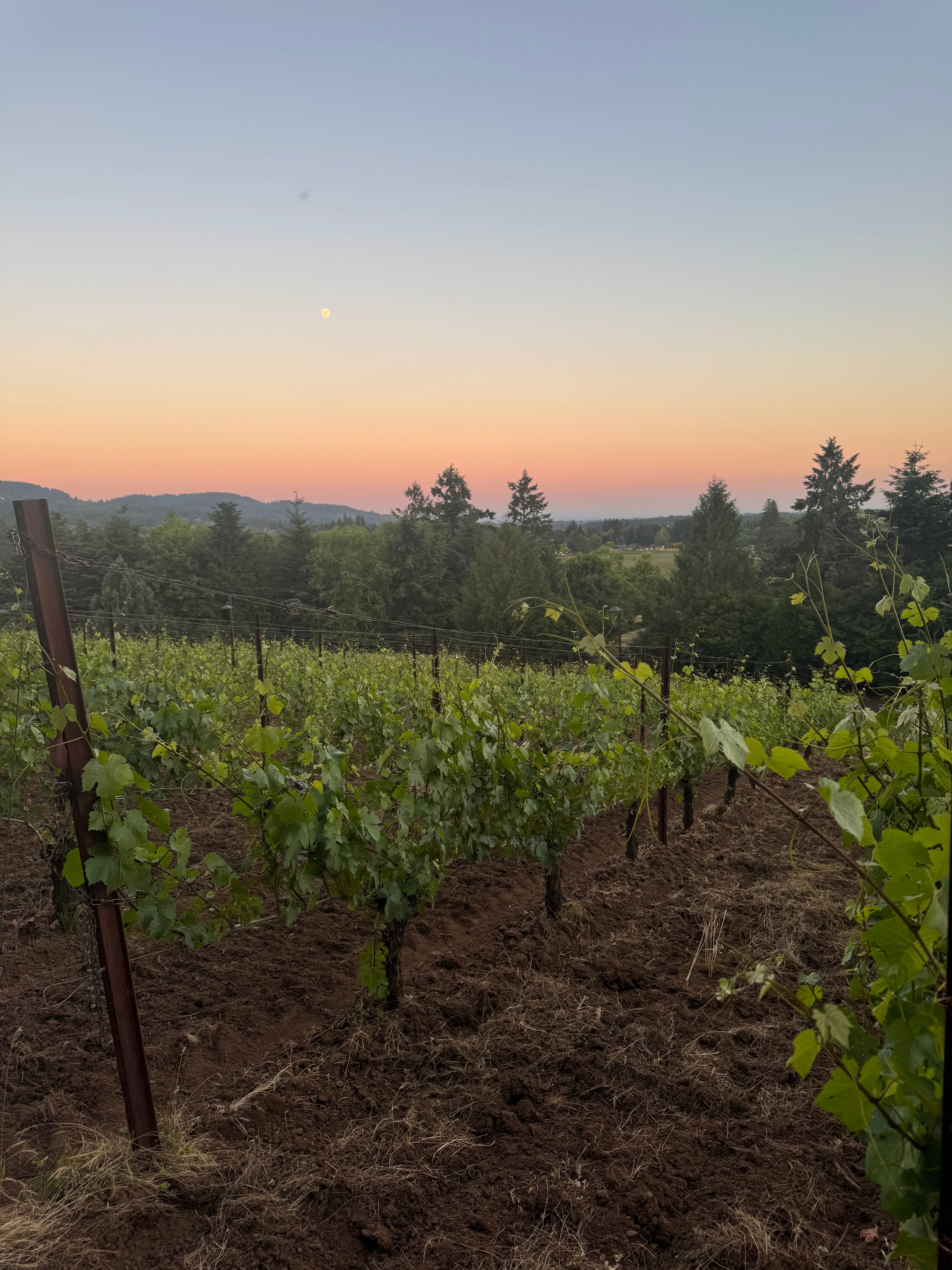Best of Willamette Valley: Laid-Back Wine Country curated by Jennifer Muglia