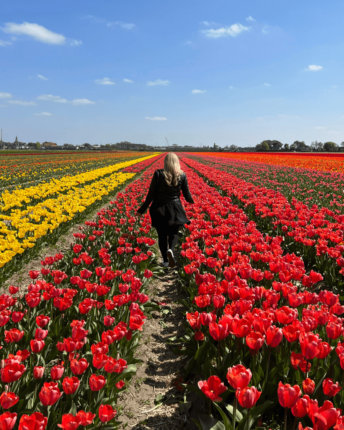 Finding Tulips in the Netherlands: A DIY Guide curated by Ronna Pratt