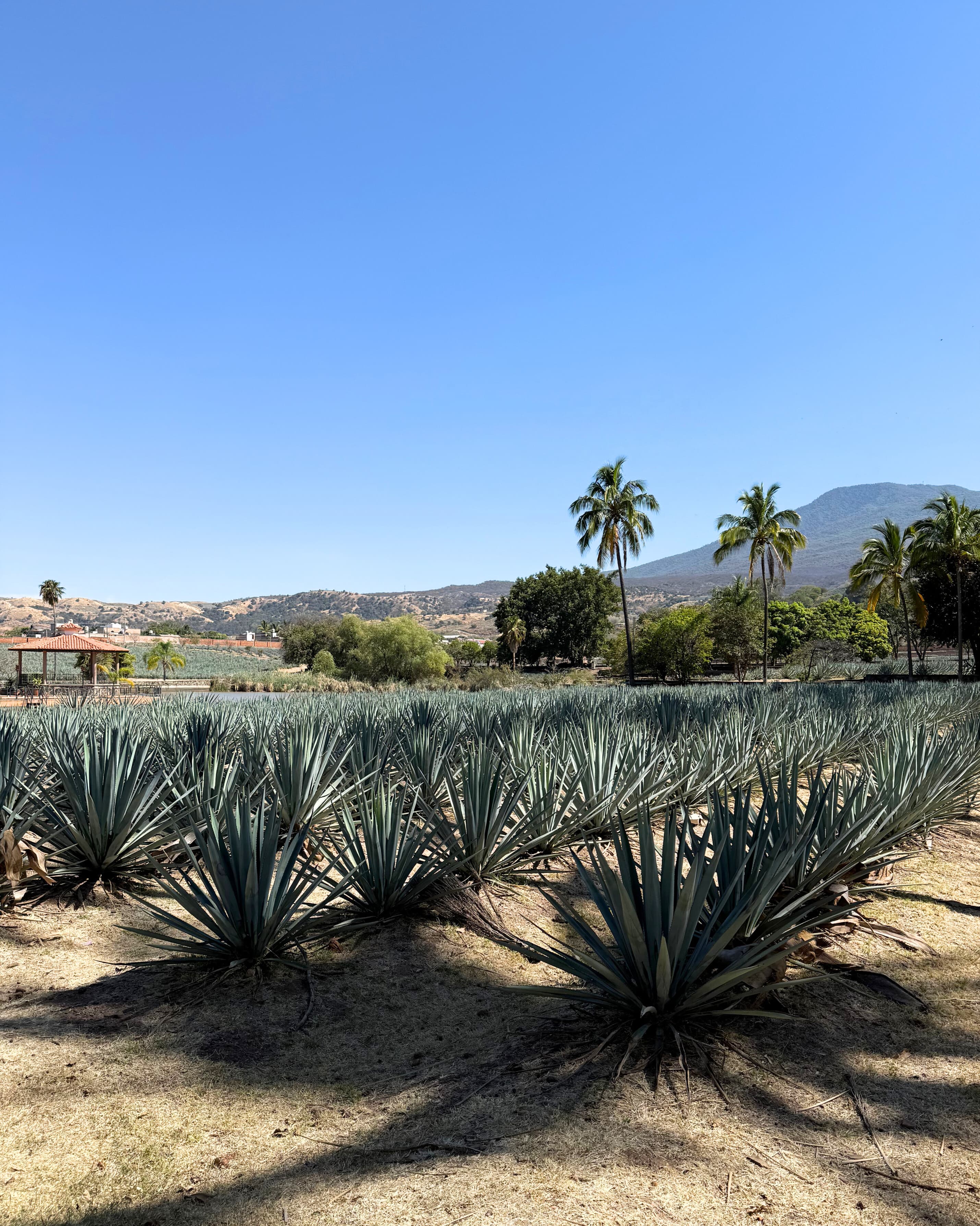 3 Days of Art & Indulging in Guadalajara & Tequila curated by Liz Jones