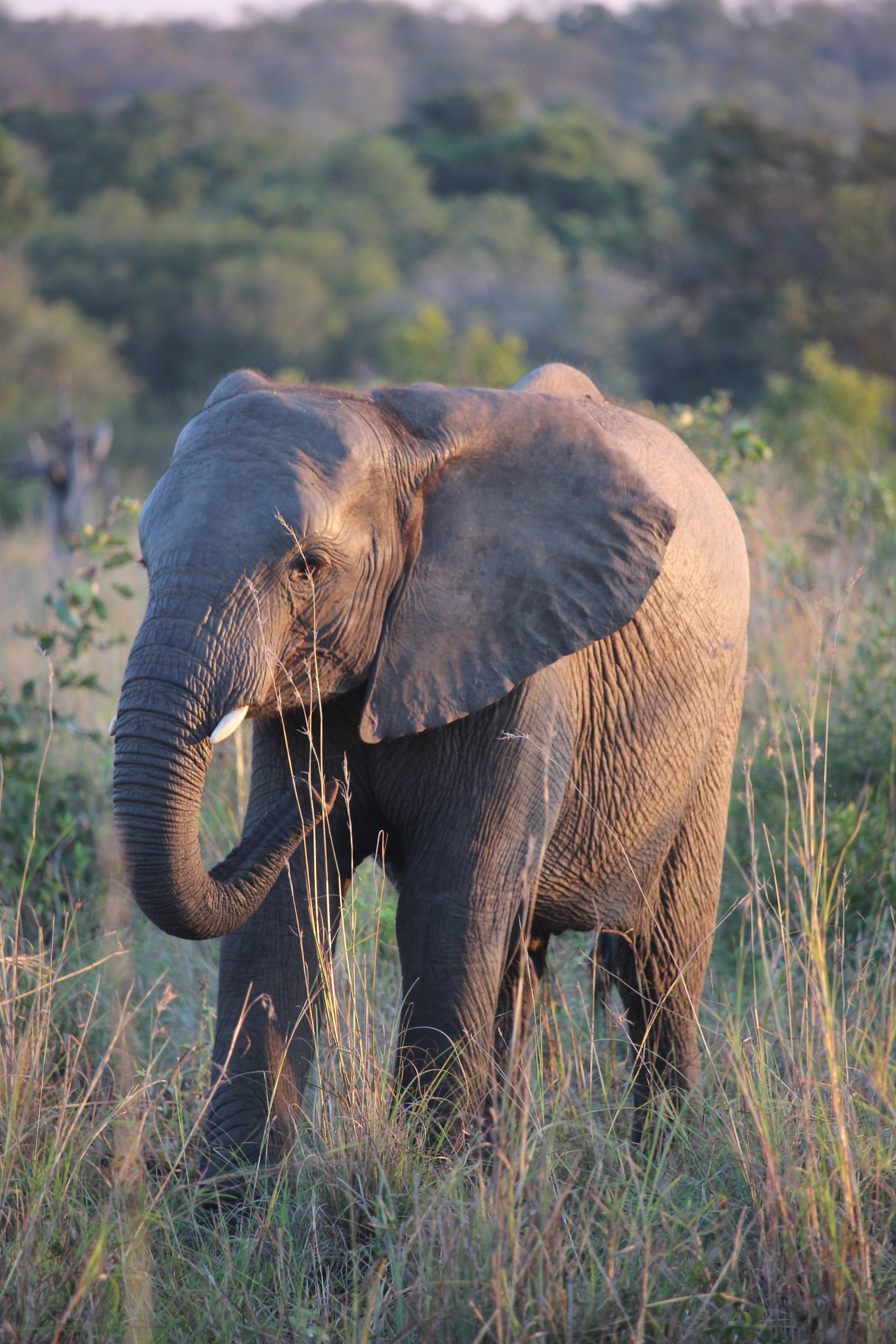 Find Your Safari Soulmate: The Best Safari Destination for Every Traveler curated by Kristen Kmetetz