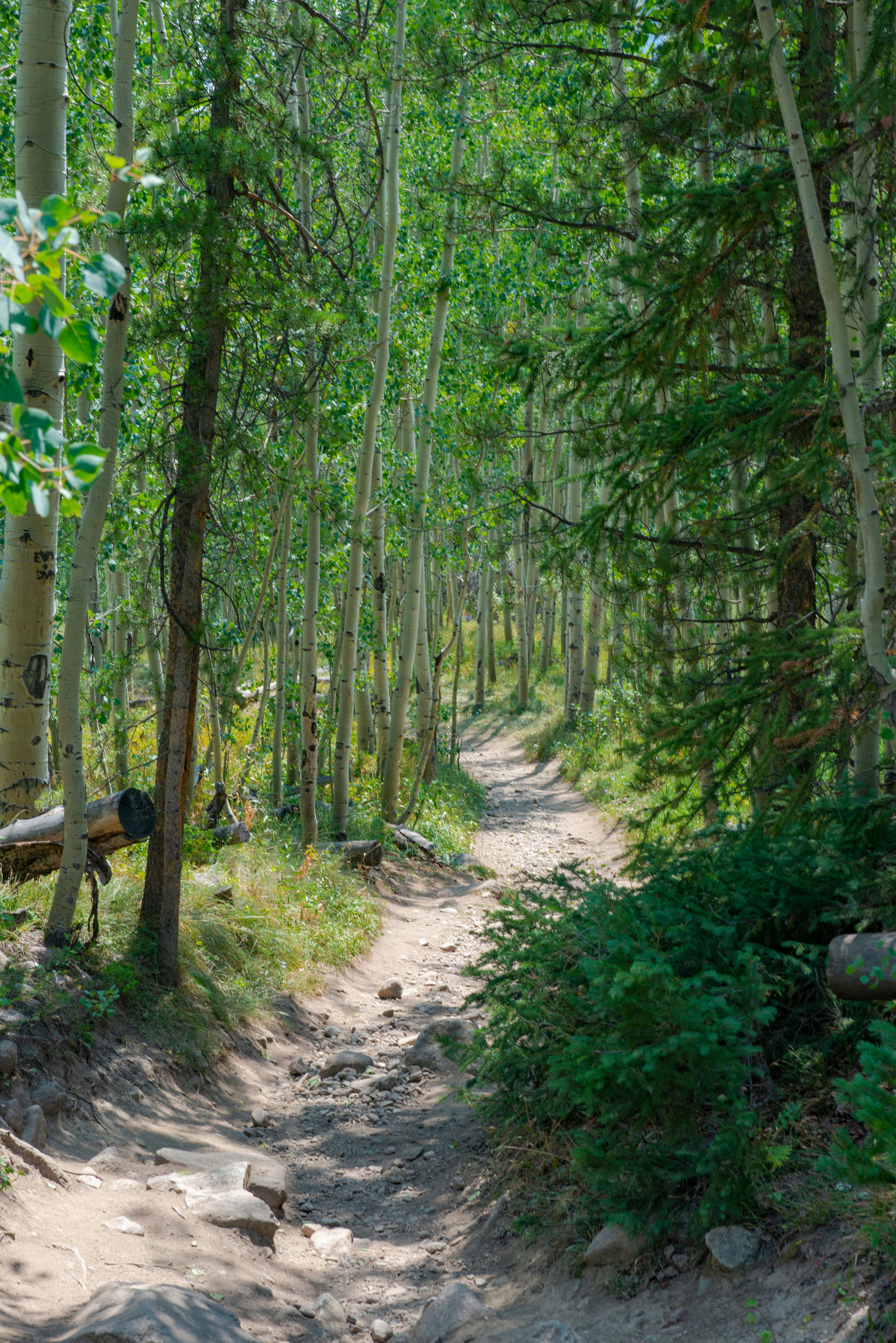 Aspen’s Sunny Side: A Summer Guide from a Local curated by Megan Carter