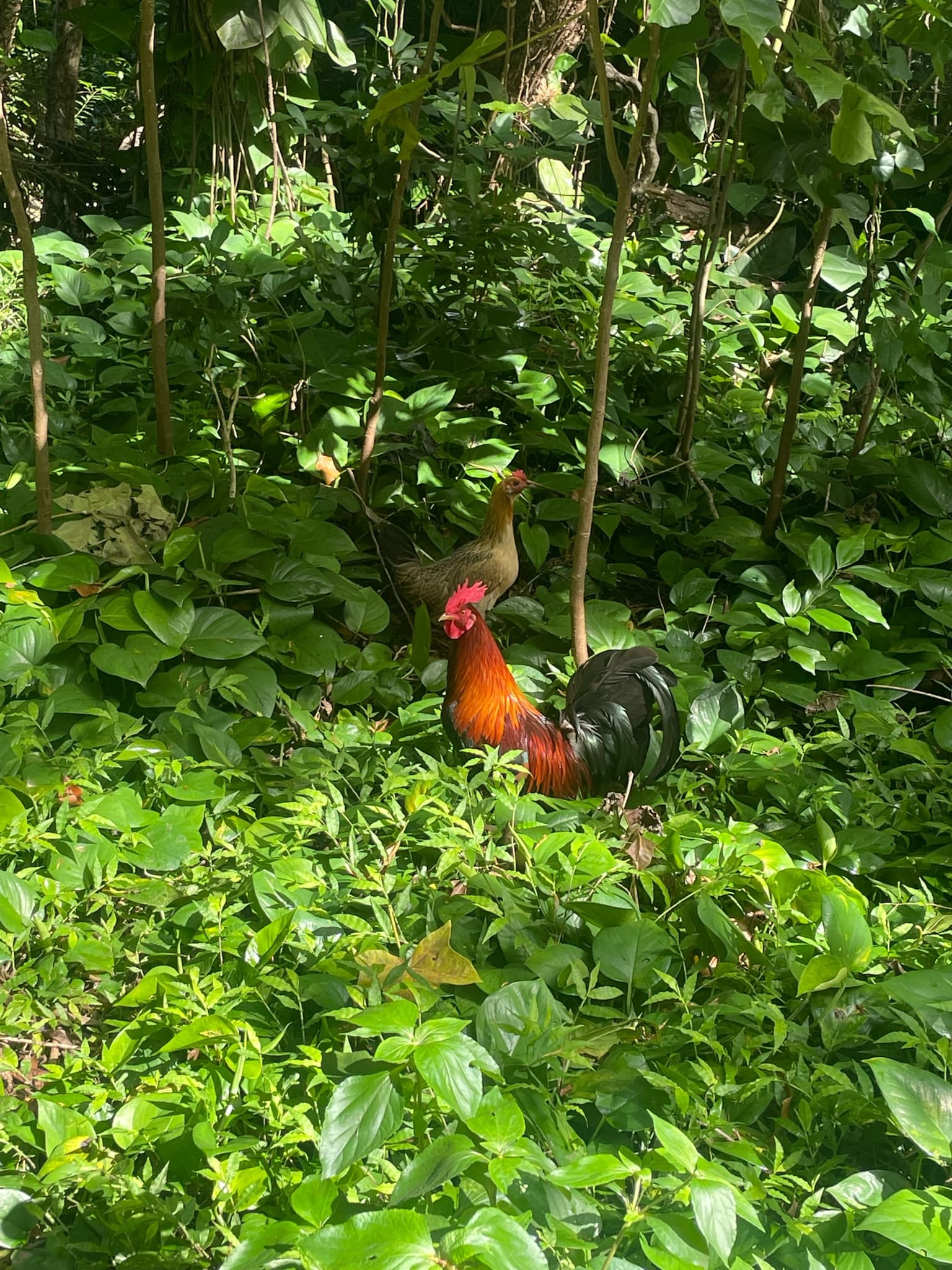 Exploring 4 Hawai'ian Islands by Cruise & Car curated by Caren Bell