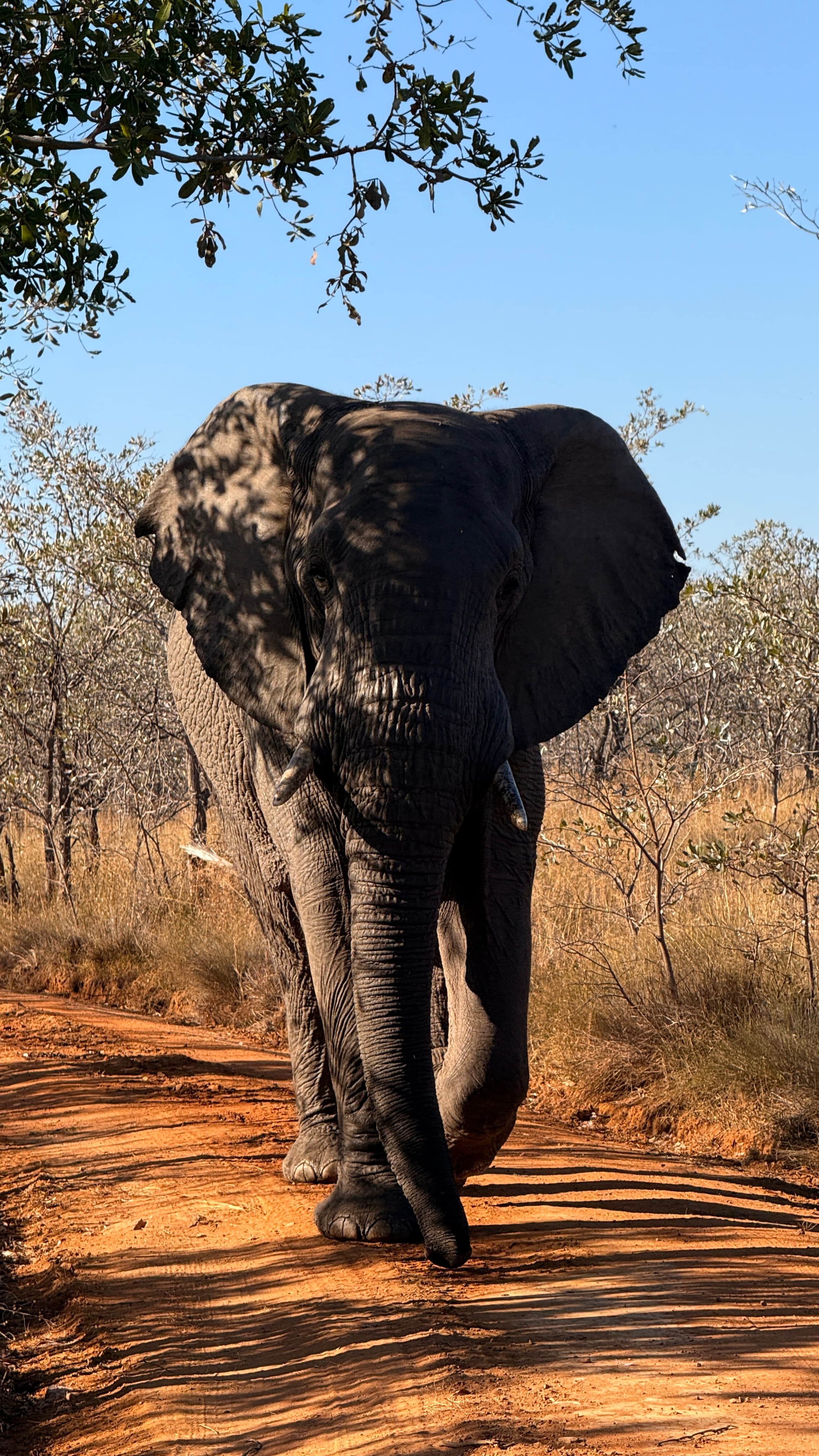 Spotting the Big 5 on a Luxury Safari at Nedile Lodge, South Africa curated by Manon Ropital