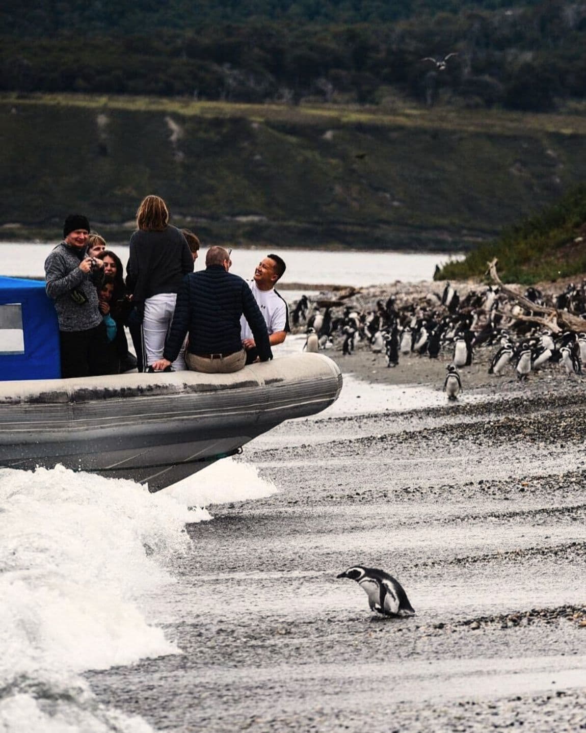 Argentina Rewilded: Iberá Wetlands, Whale Coast & Penguin Colonies curated by Mariana Radisic Koliren