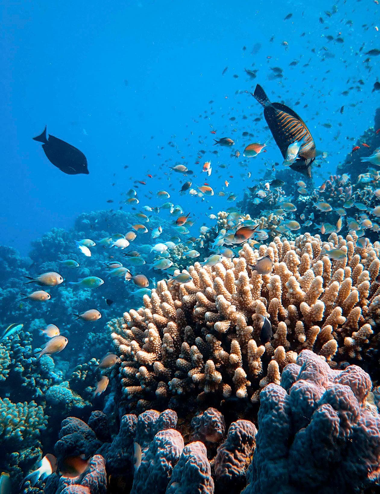 Top 5 Places for Snorkeling & Scuba Diving in Egypt’s Red Sea curated by Guillem Torcal Garcia