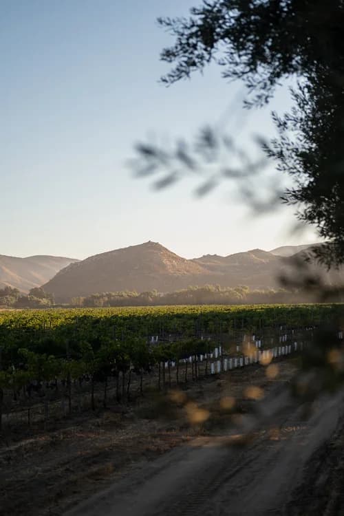 Valle de Guadalupe: A Dreamy Escape to Mexican Wine Country curated by Sarah Daneshvar