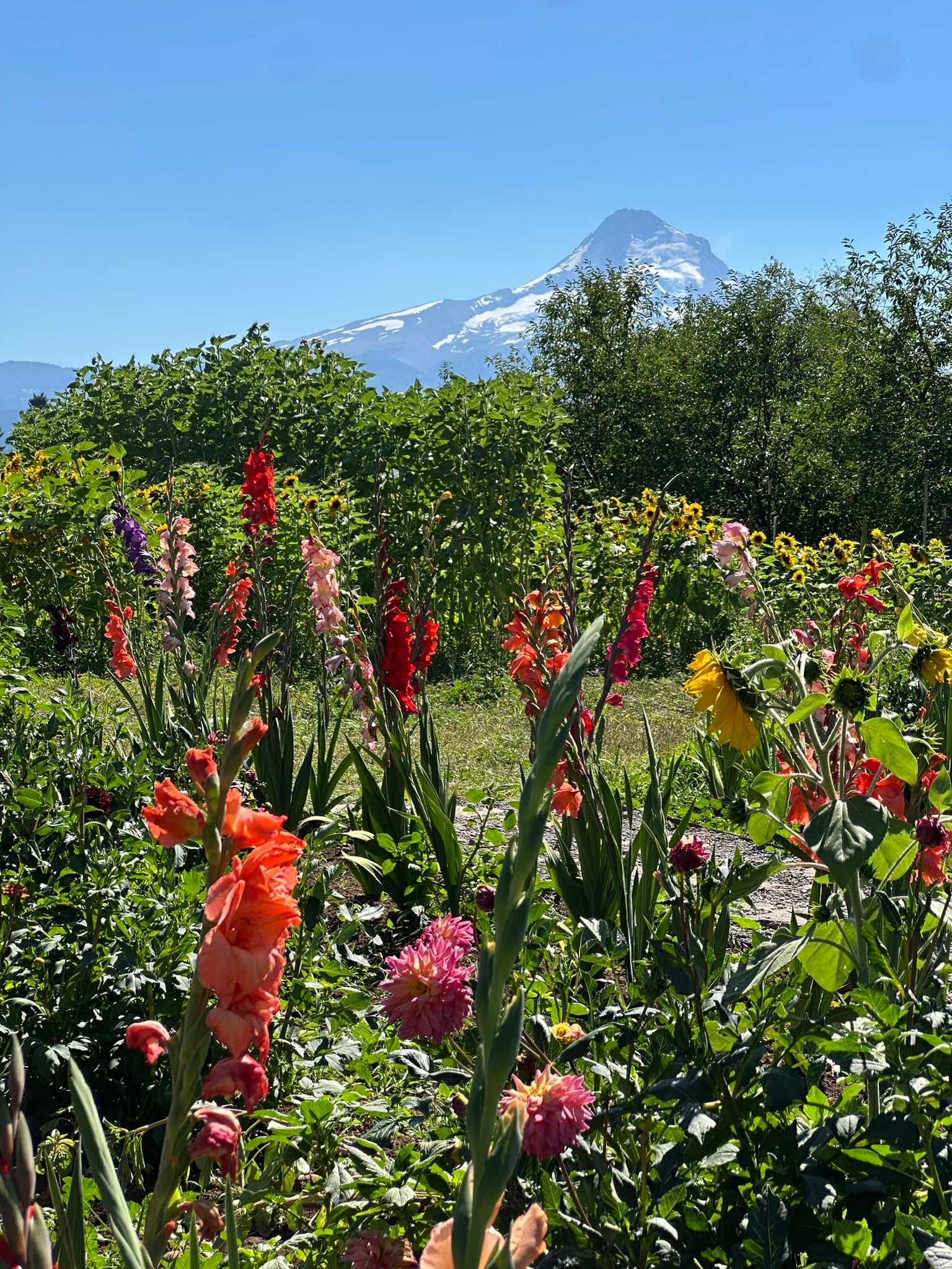 Accessibility Trip Report: Oregon Fruit Loop with Service Dogs curated by Erika Allen