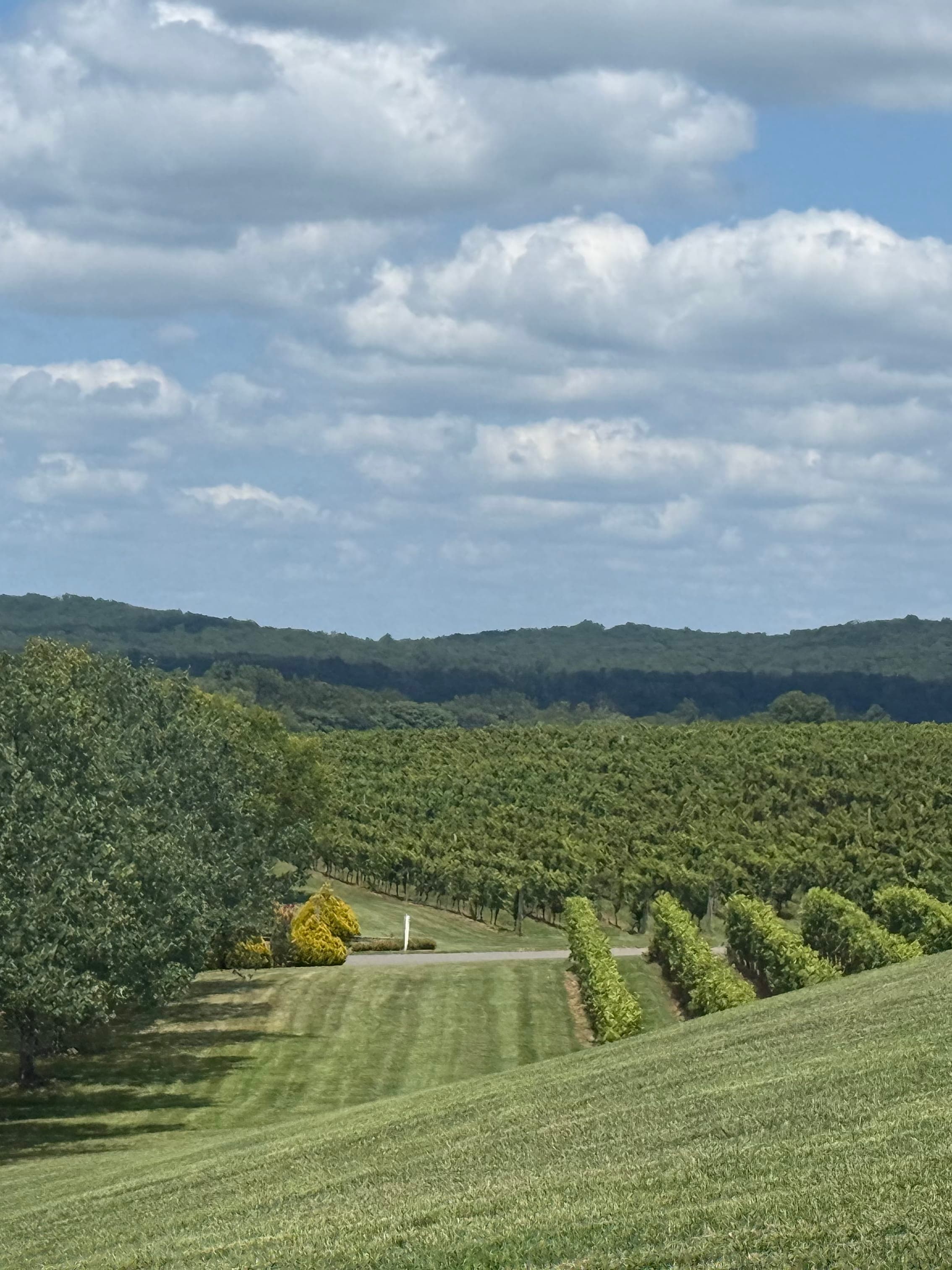 Wine Tasting Weekend in Charlottesville curated by Mary Kathryn Queen