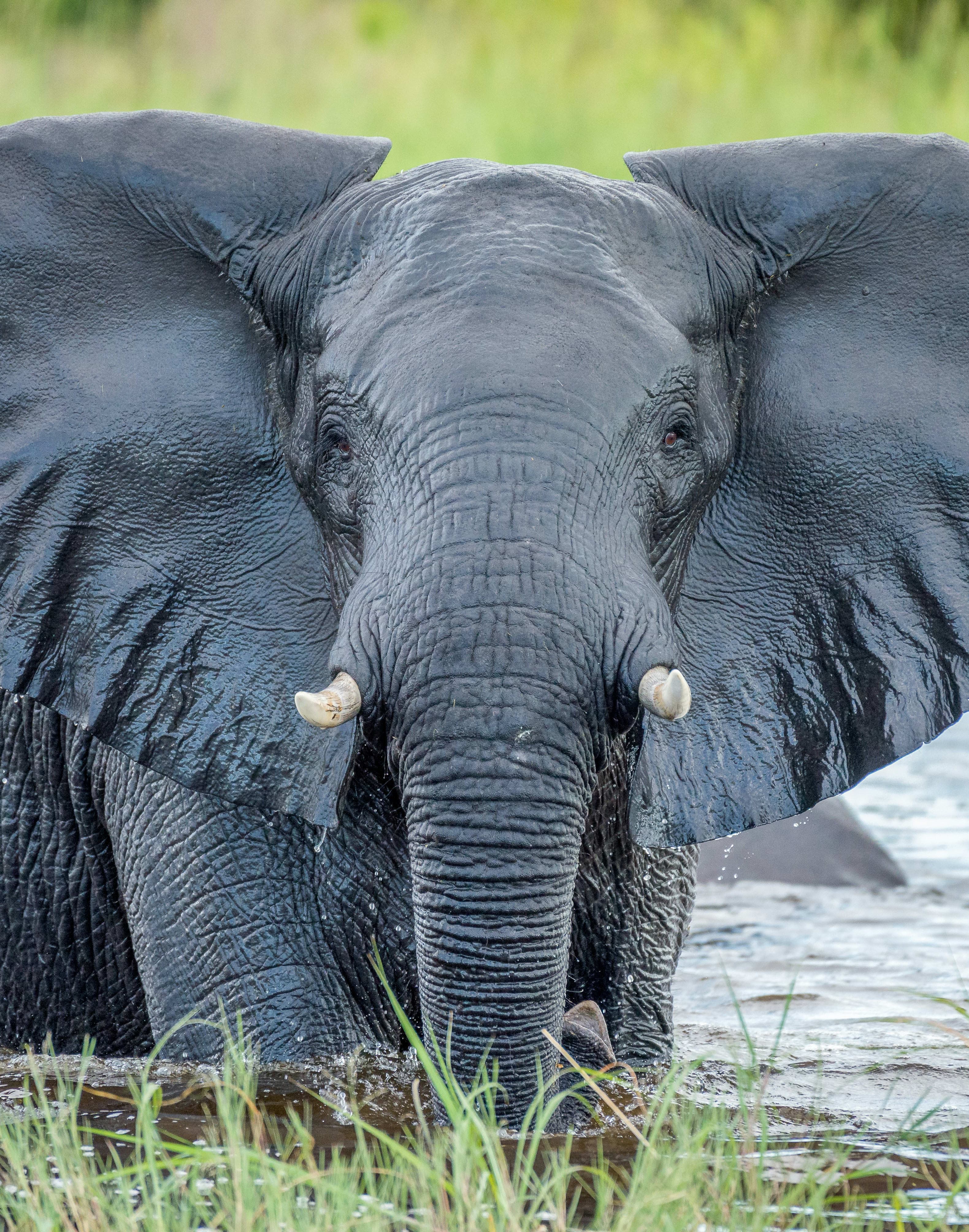Ethical Travel: How to Experience Elephants the Right Way curated by Jennifer Kaplan