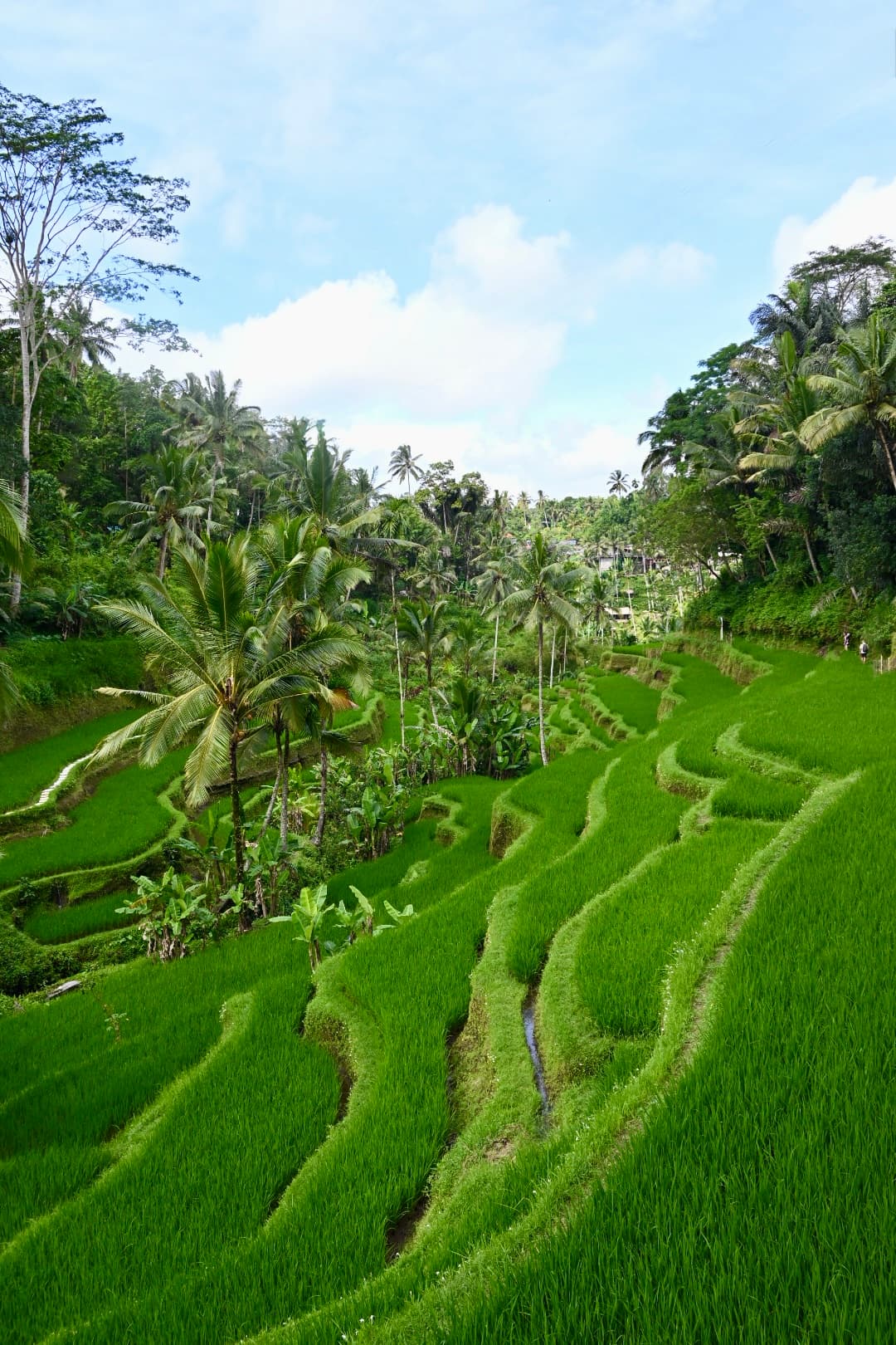 The Heart of Bali: Exploring Ubud’s Magic curated by Samantha Aguirre
