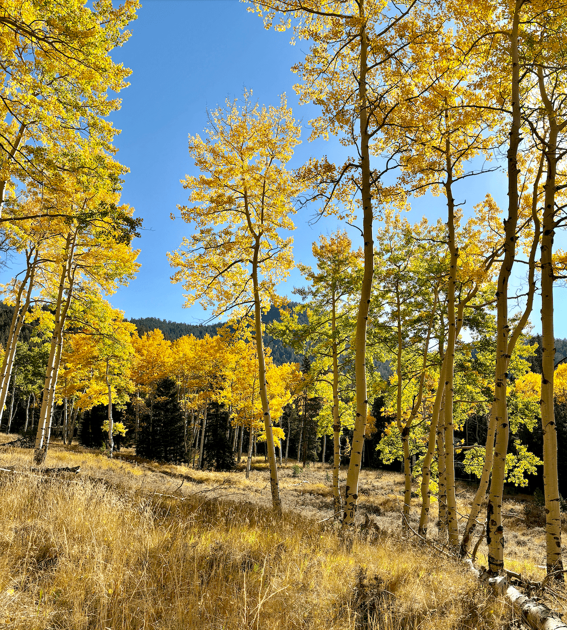 Leaf Peeping in Vail curated by Angela Tucker