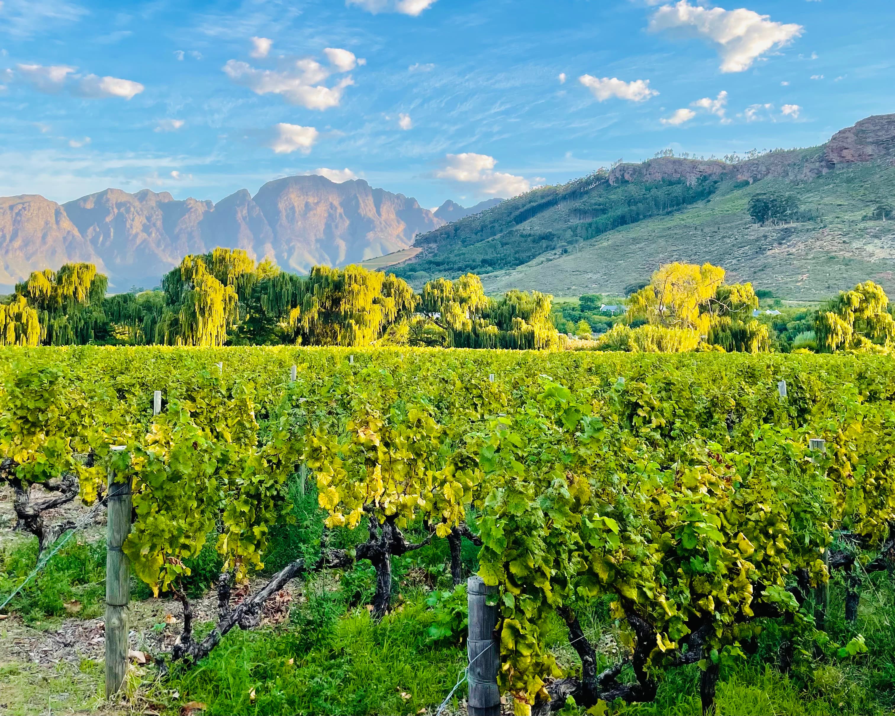 Insider Tips for Unforgettable Wine Travel curated by Alisha Keirstead