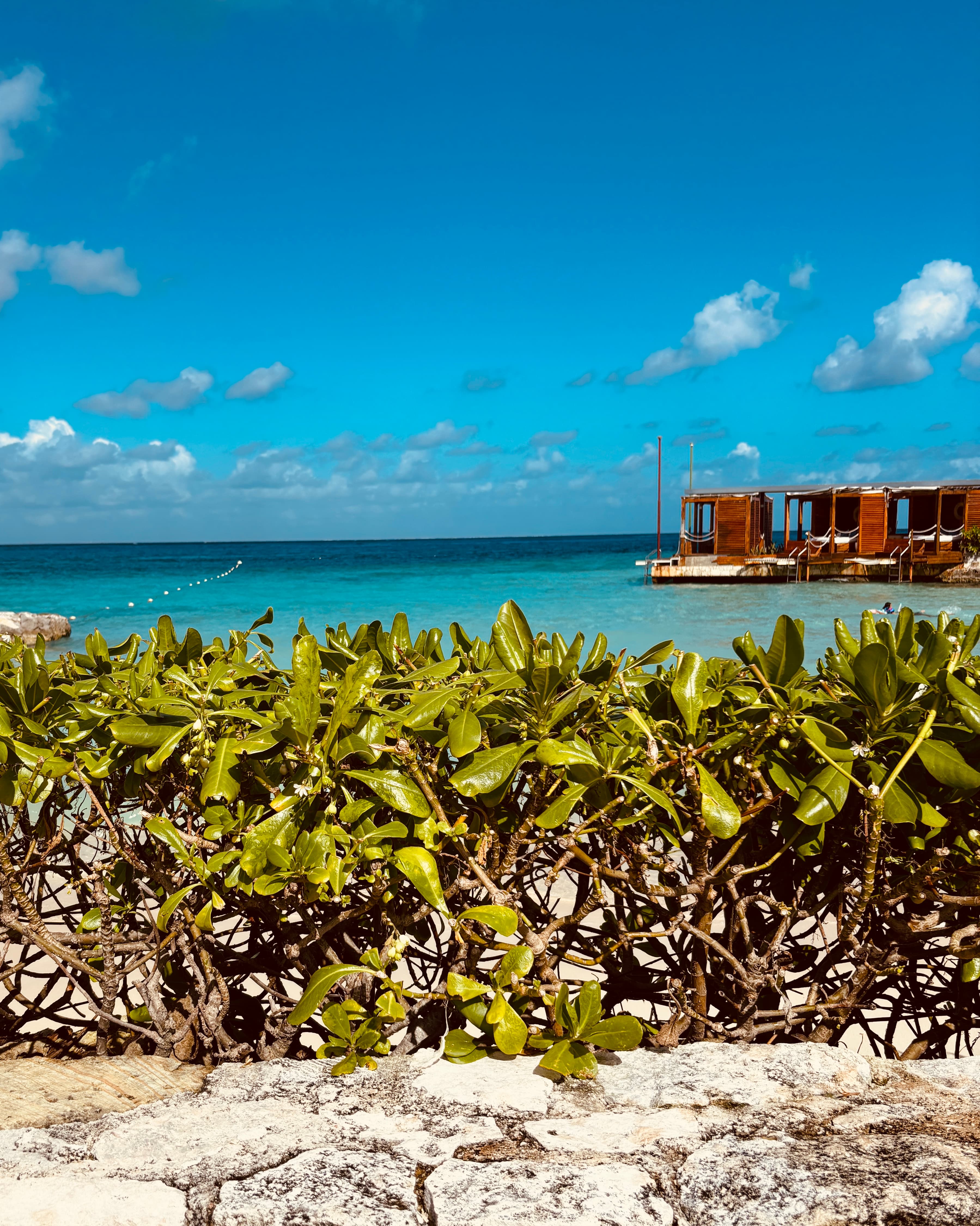 From Reefs to Resorts: A Scuba Specialist’s Guide to Cozumel curated by Alisha Keirstead