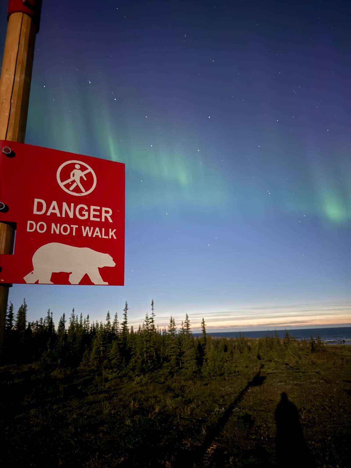 Churchill: A Polar Bear & Beluga Playground curated by Regan Kirk