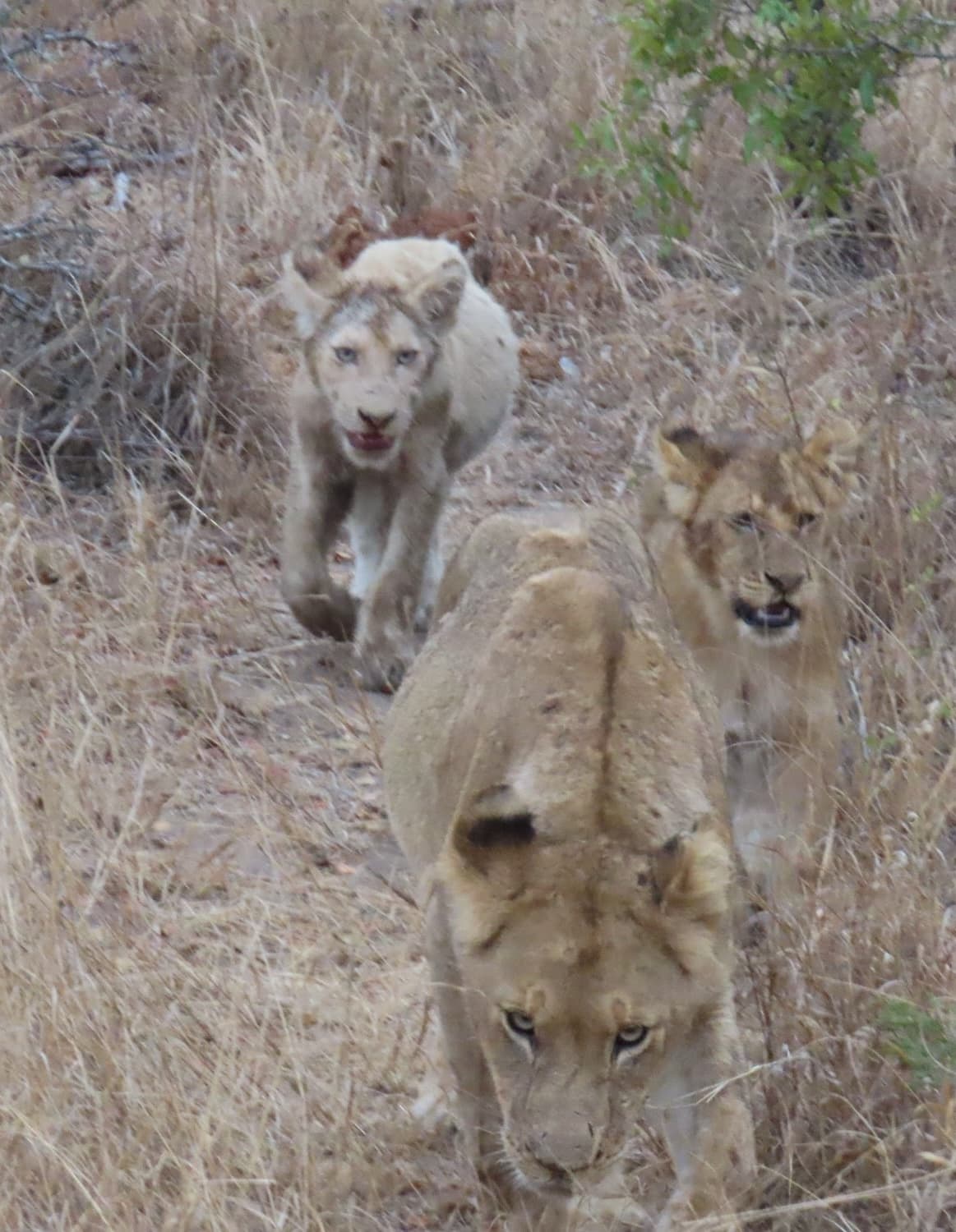 Sabi Sands Safari: So, You Want to See the Big Five in One Day? curated by Regan Kirk