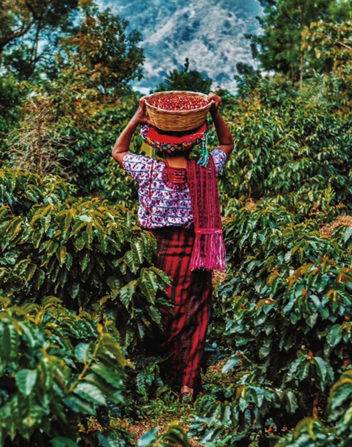 Have Your Next Cup of Coffee in Guatemala! A Coffee-Inspired Trip to Antigua curated by Marc Bush