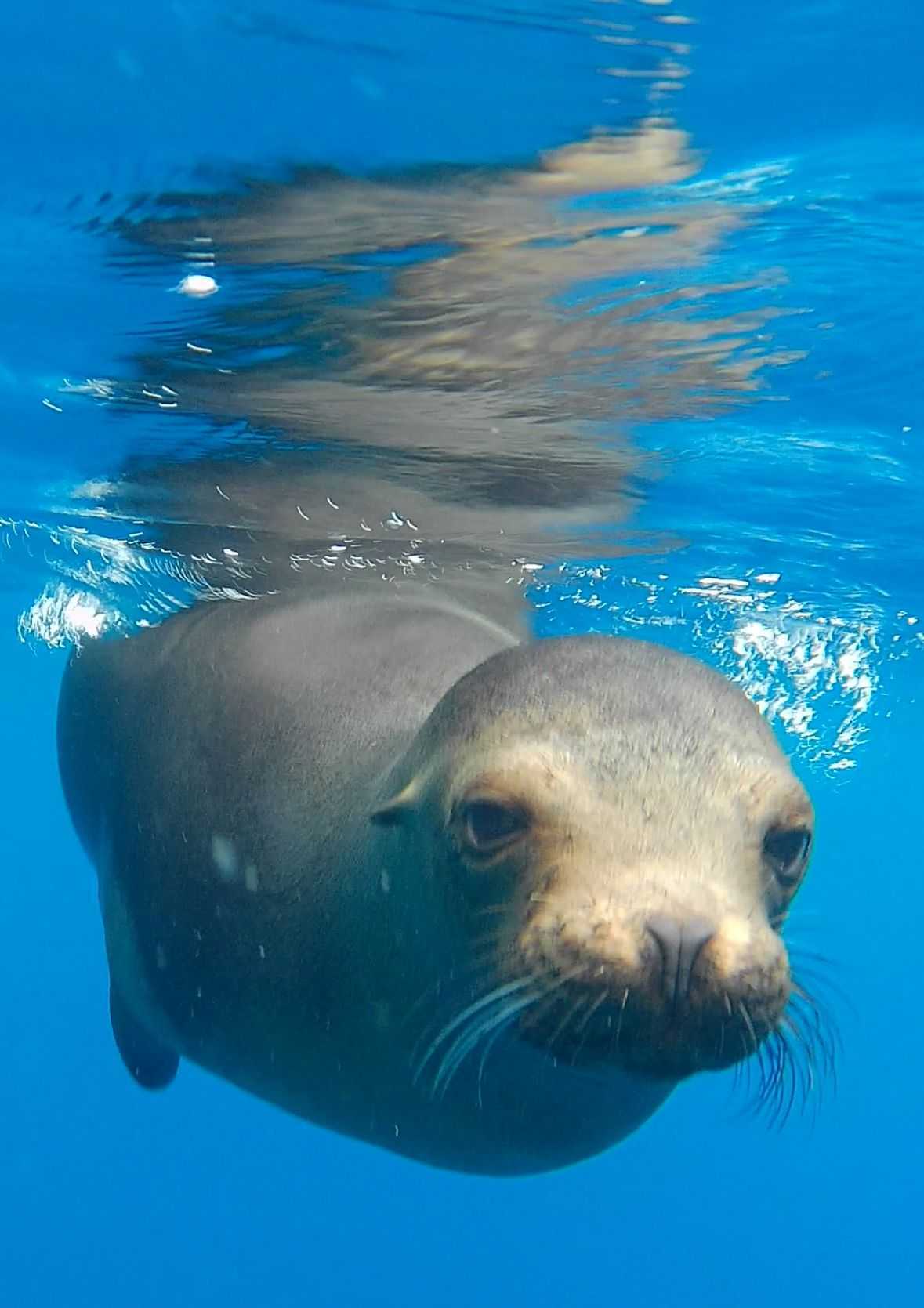 Ultimate Galápagos Getaway: 10 Days in Paradise curated by Alex Pusenjak