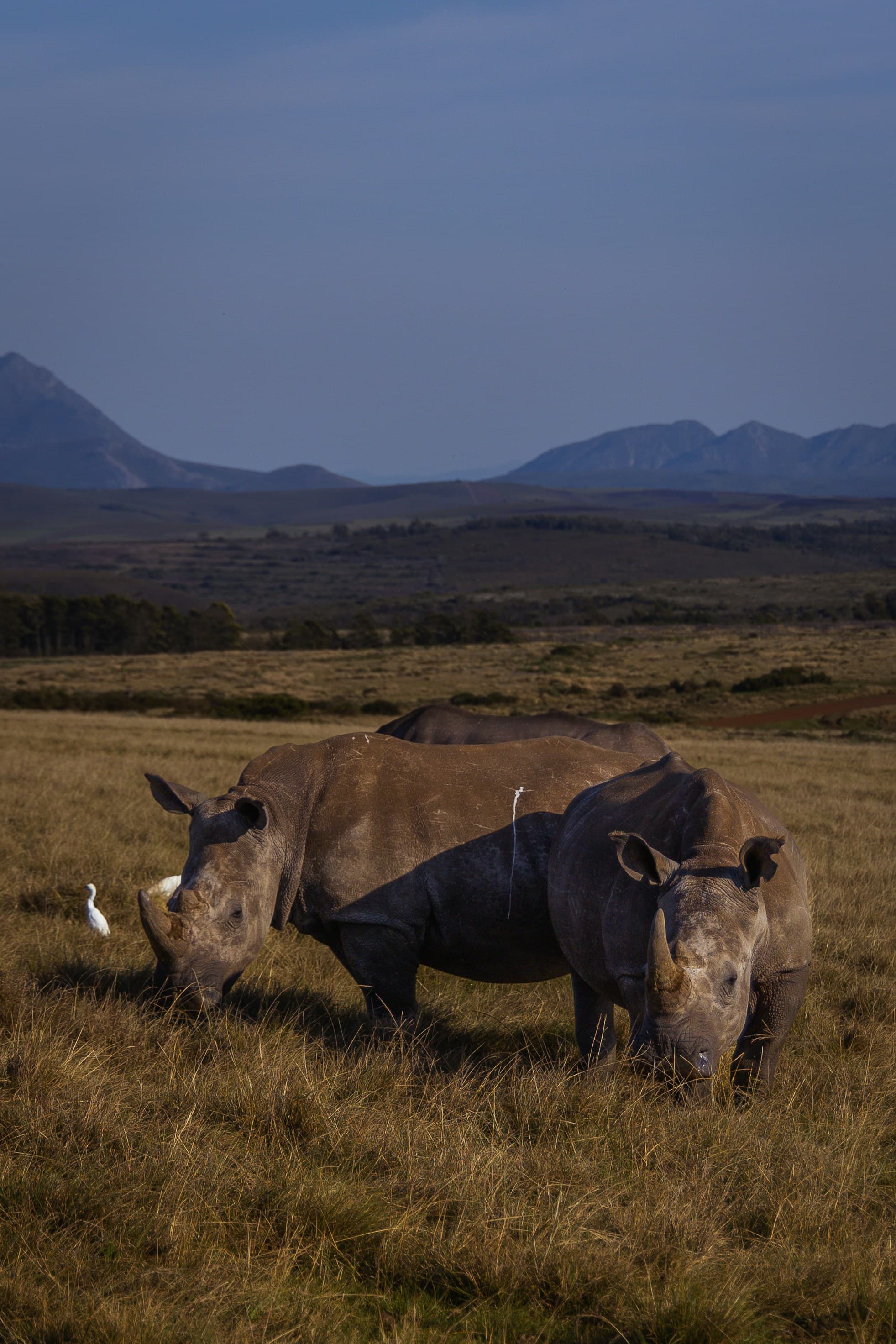 Johannesburg to the Bush: A Perfect Pilanesberg Getaway curated by Elise Wong