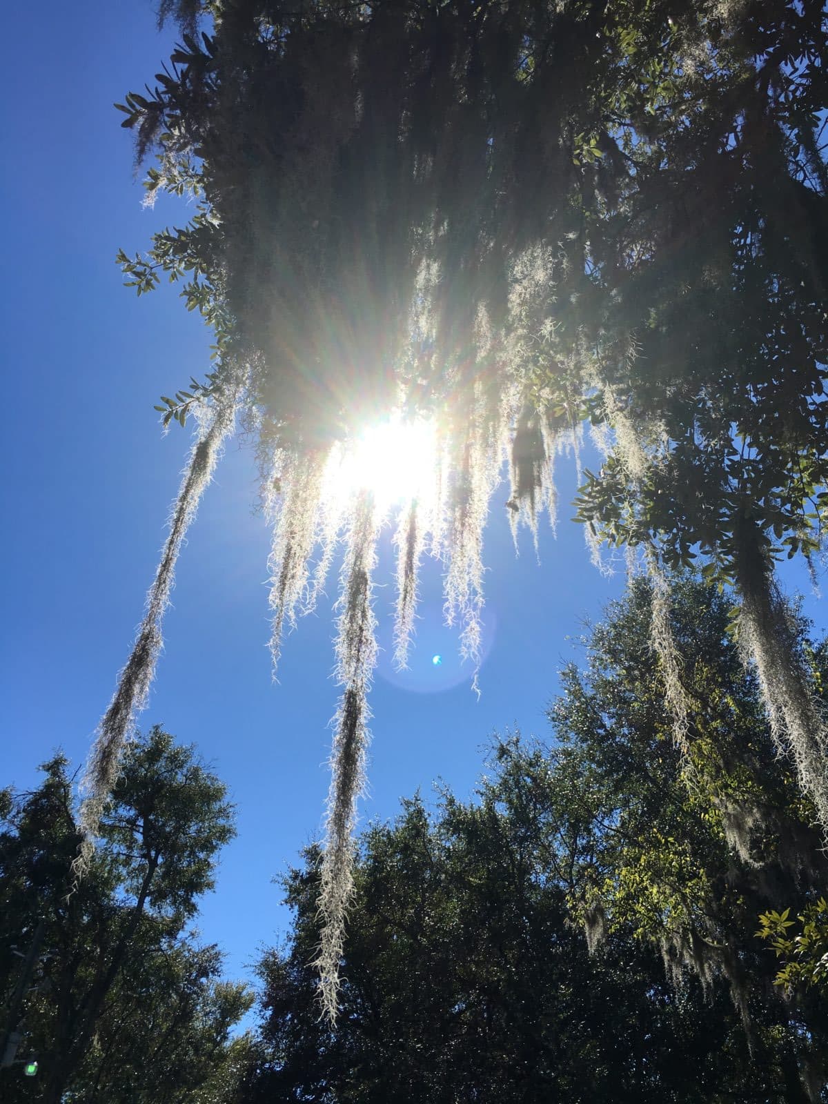 Coligny to Harbour Town curated by Lisa Phillips