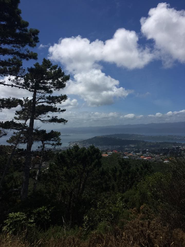 Deep Dive Into Wellington, New Zealand curated by Gabriella Wilson