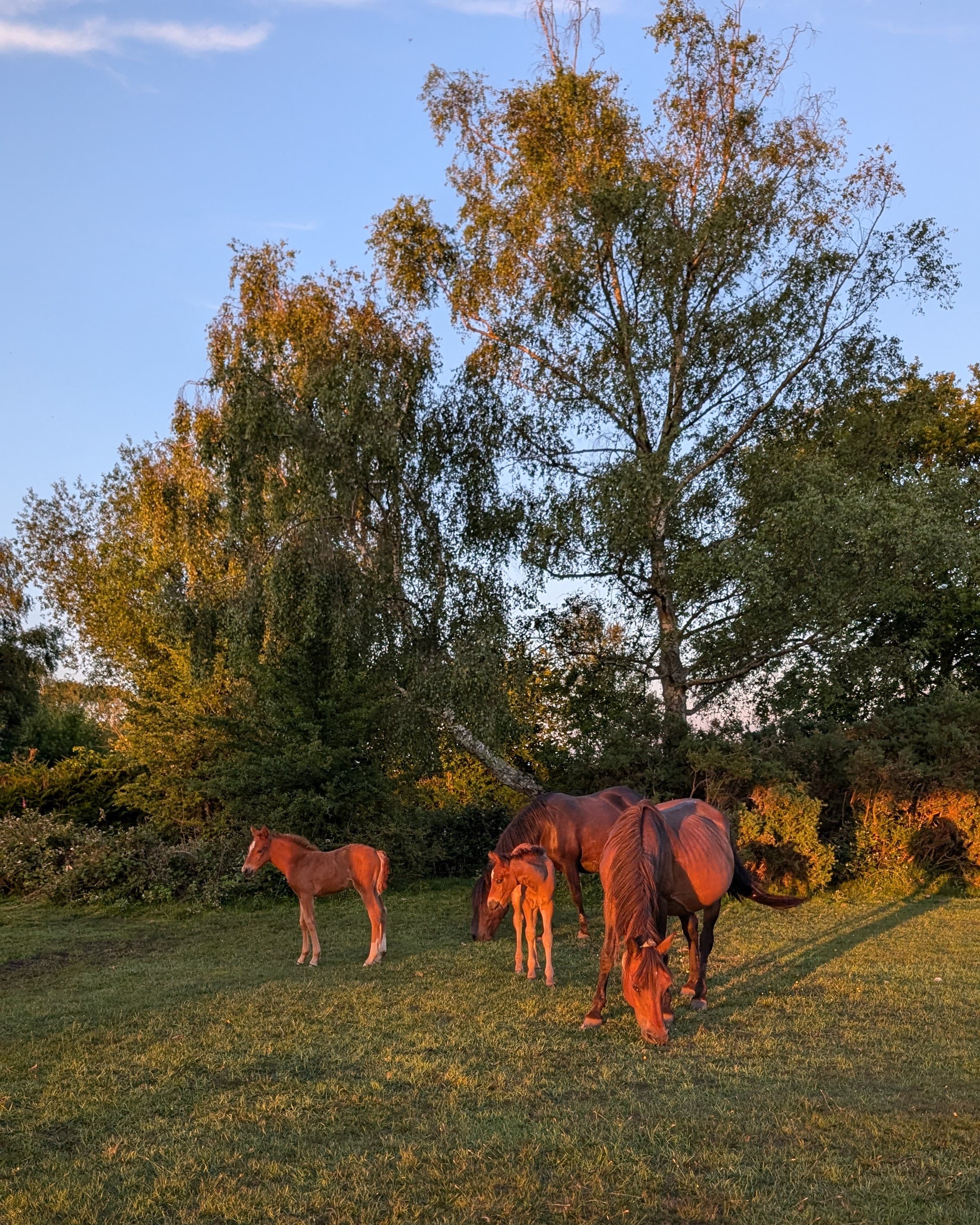 The New Forest: England's Enchanting Gem curated by Samantha Fitt