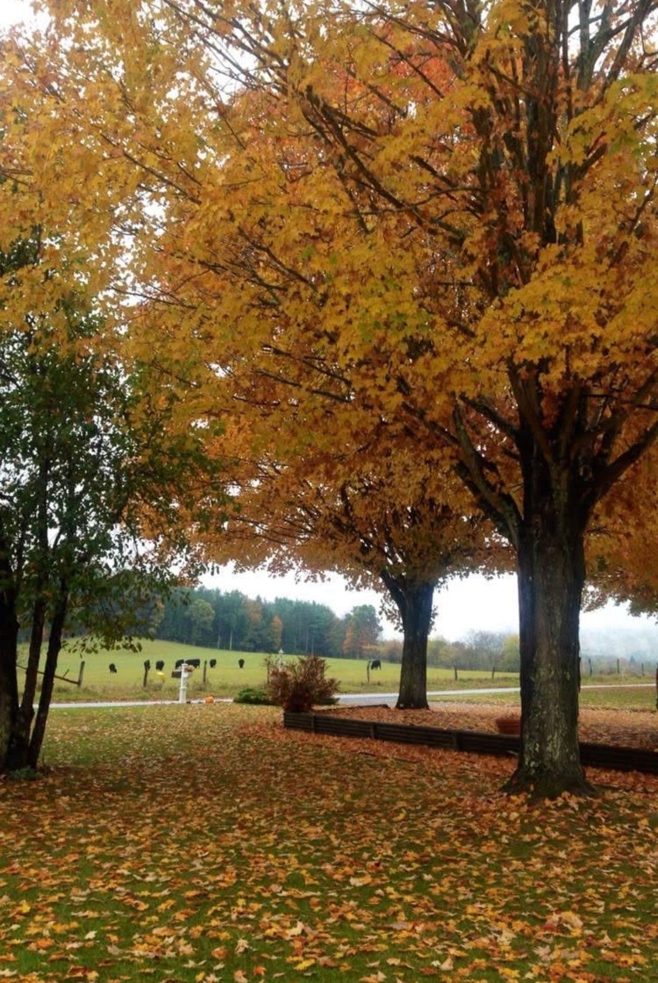 No Wi-Fi, No Problem: Family Getaway to West Virginia curated by Gloria Elwood