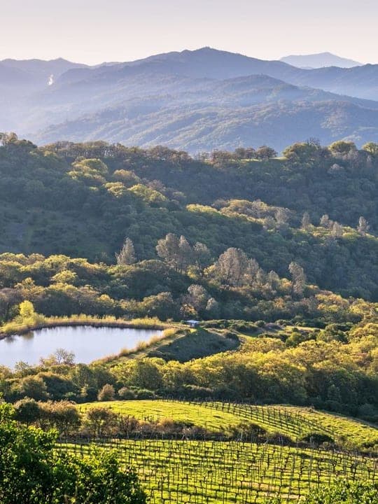 Elevated Healdsburg: Wine Country, Well-Poured curated by Lucas Wackford