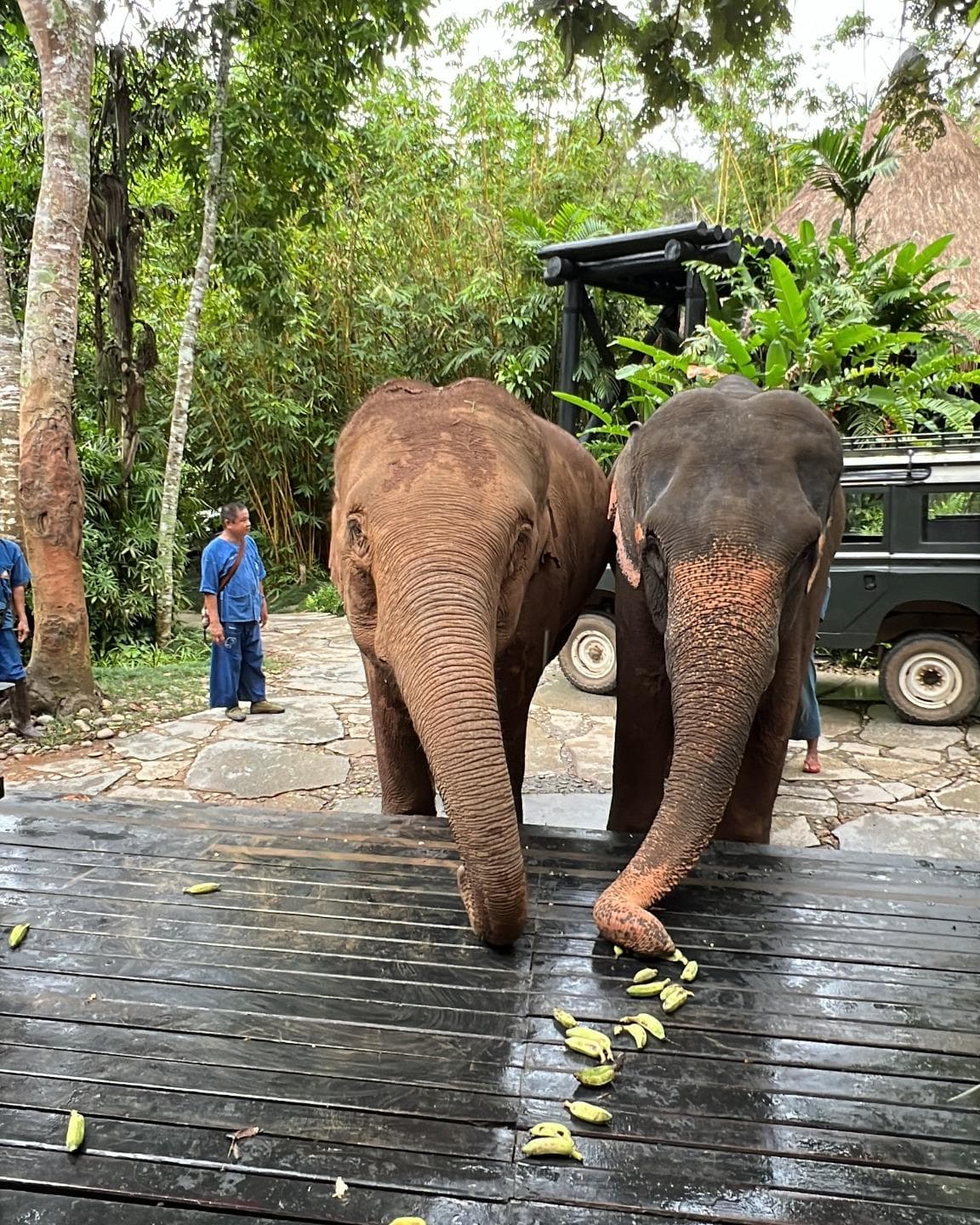Adventure, Luxury & Elephants in Thailand: Four Seasons Tented Camp Golden Triangle curated by Christina Dang