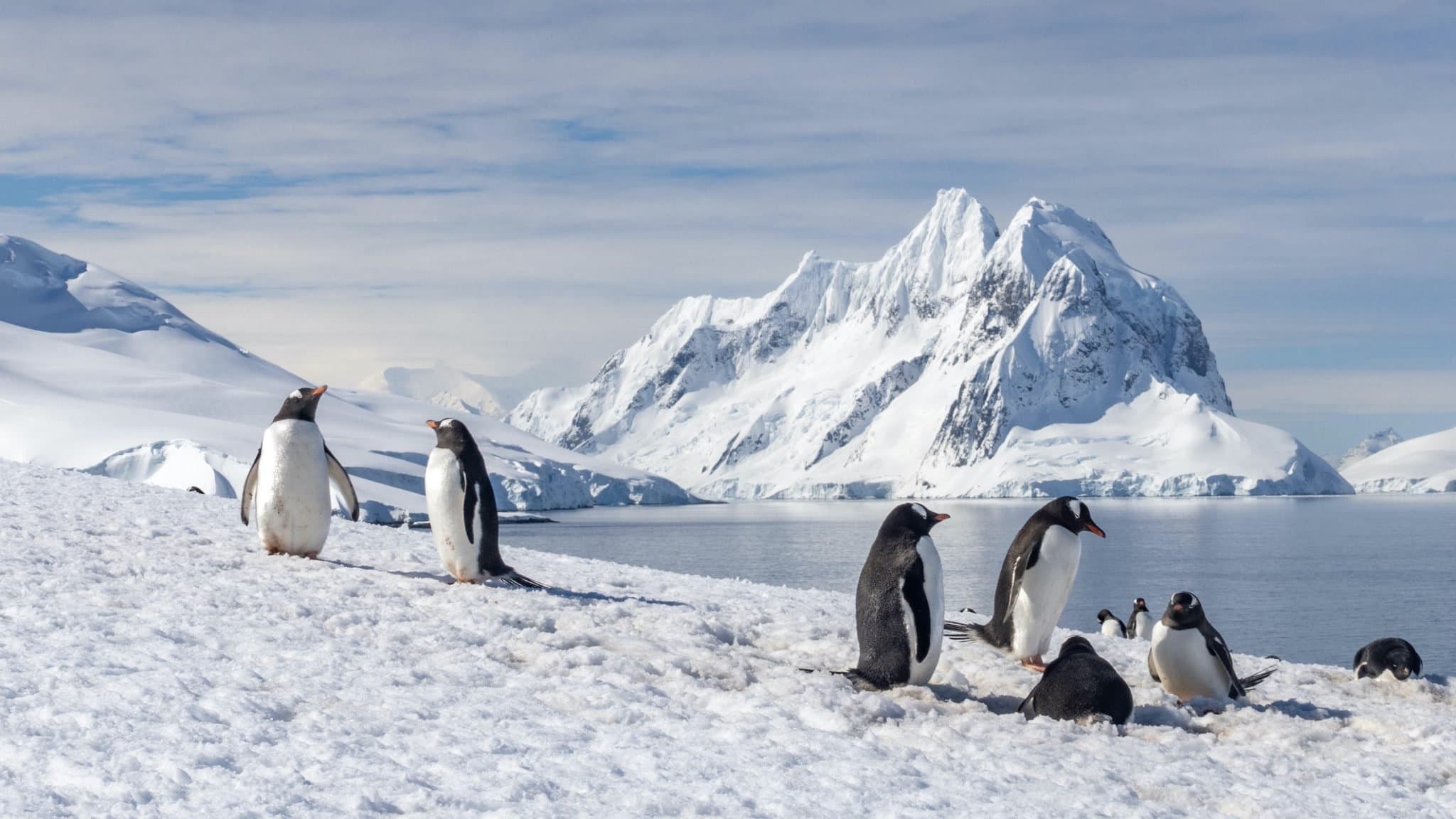 A Guide to Antarctica curated by Dusty Rodgers