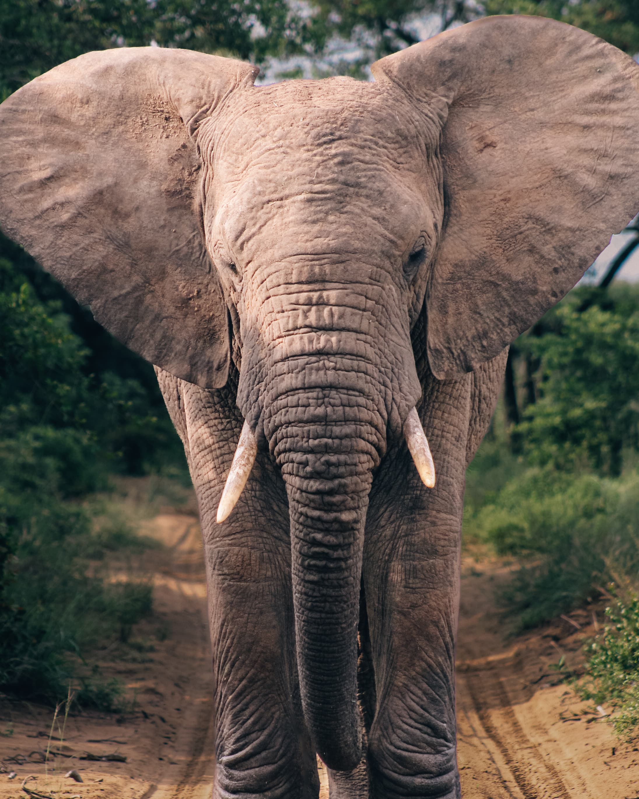 First-Time Safari? Here's What You Need to Know curated by Laurent Belamich