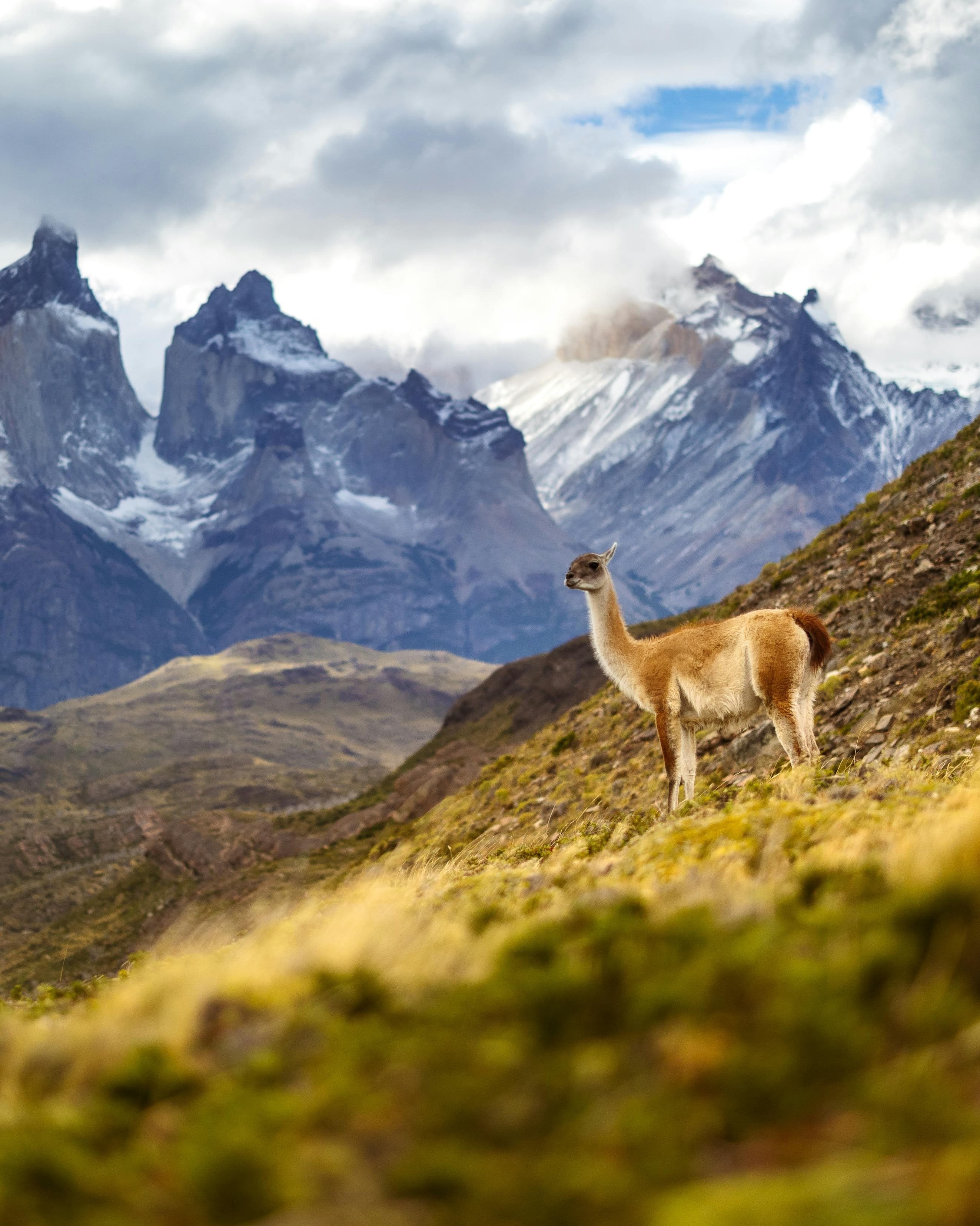 8-Day Patagonia Adventure: W Trek & Luxury Lodges curated by Jamie Lutz