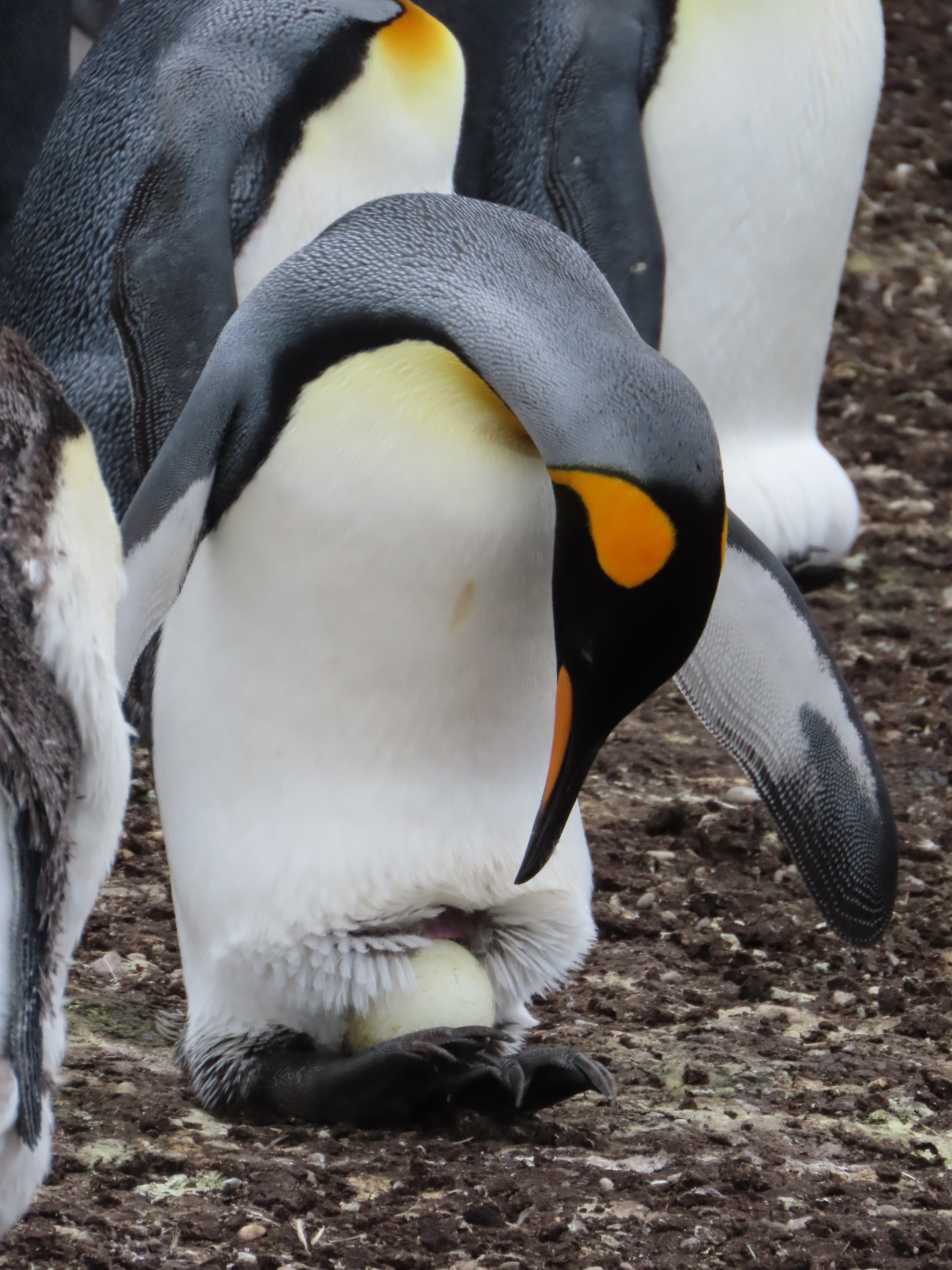 Astonishing Antarctica & South Georgia: Penguins, Whales & Icebergs Galore curated by Regan Kirk
