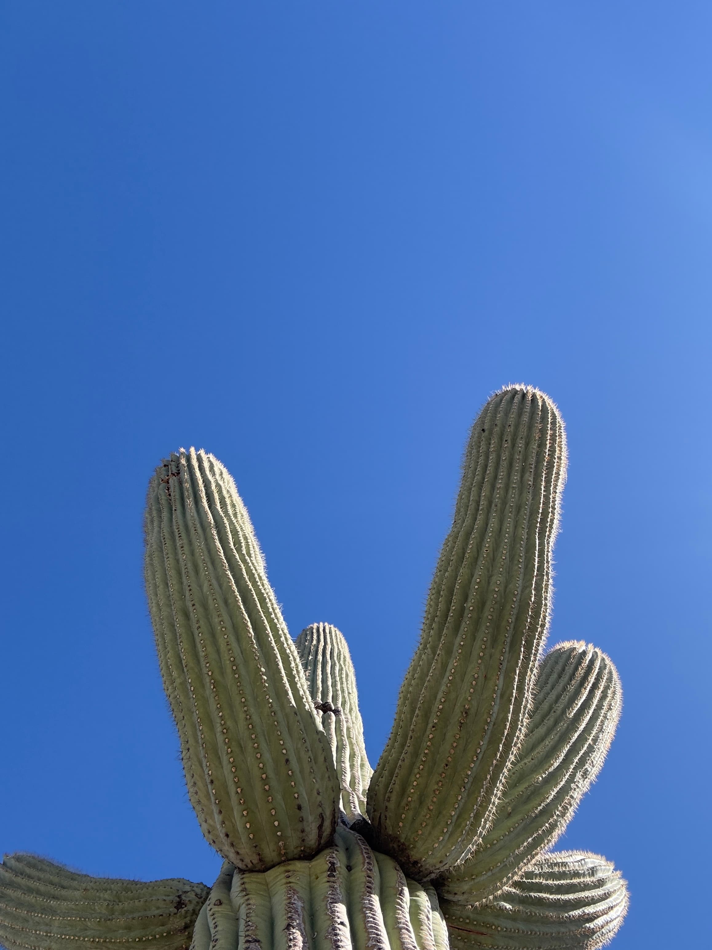 The Ultimate Family-Friendly Weekend in Tucson, Arizona curated by Lauren Haythorne