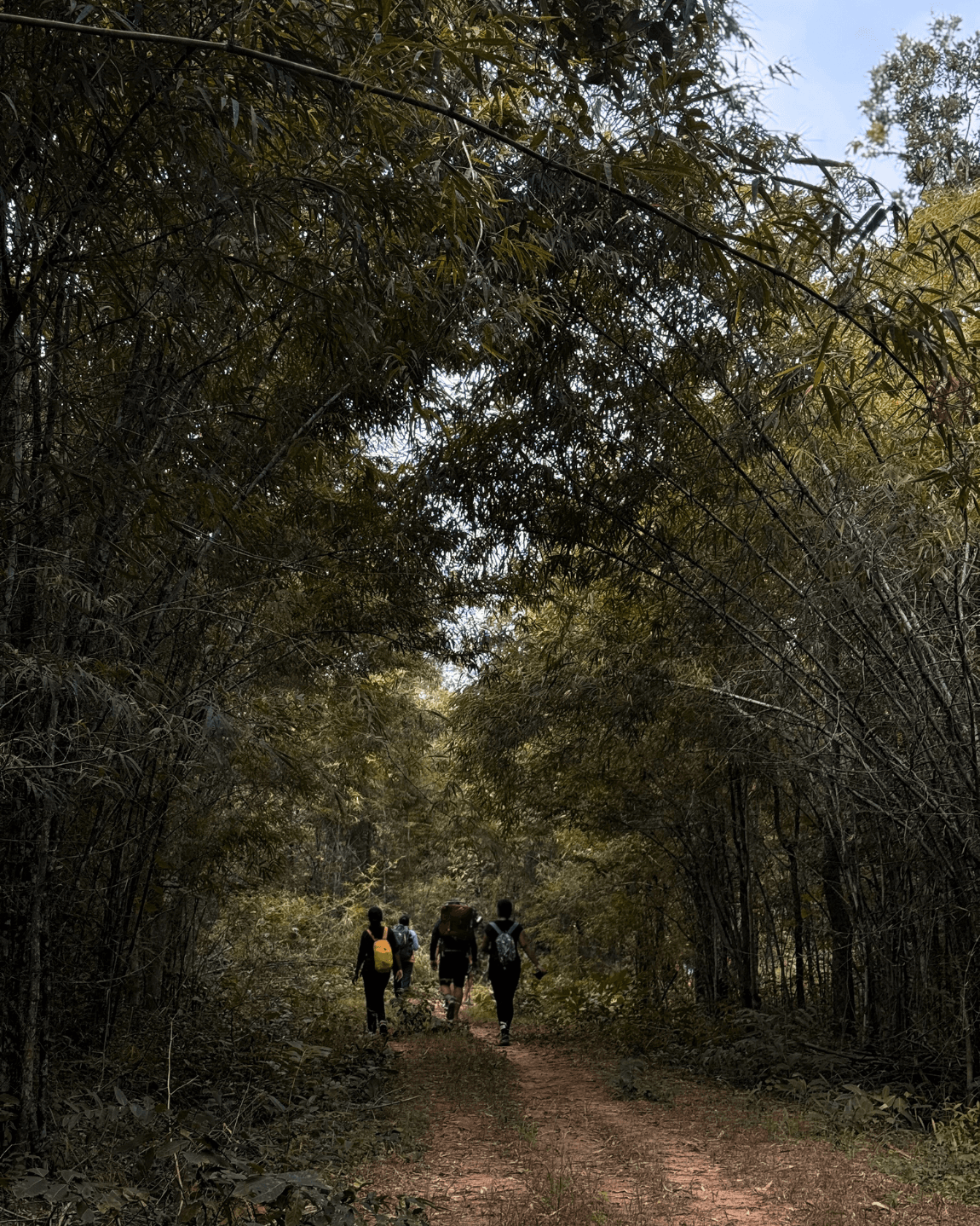 Tracking Tigers on Foot: A Walk Through India's Wild Heart curated by Niriha Kadambi