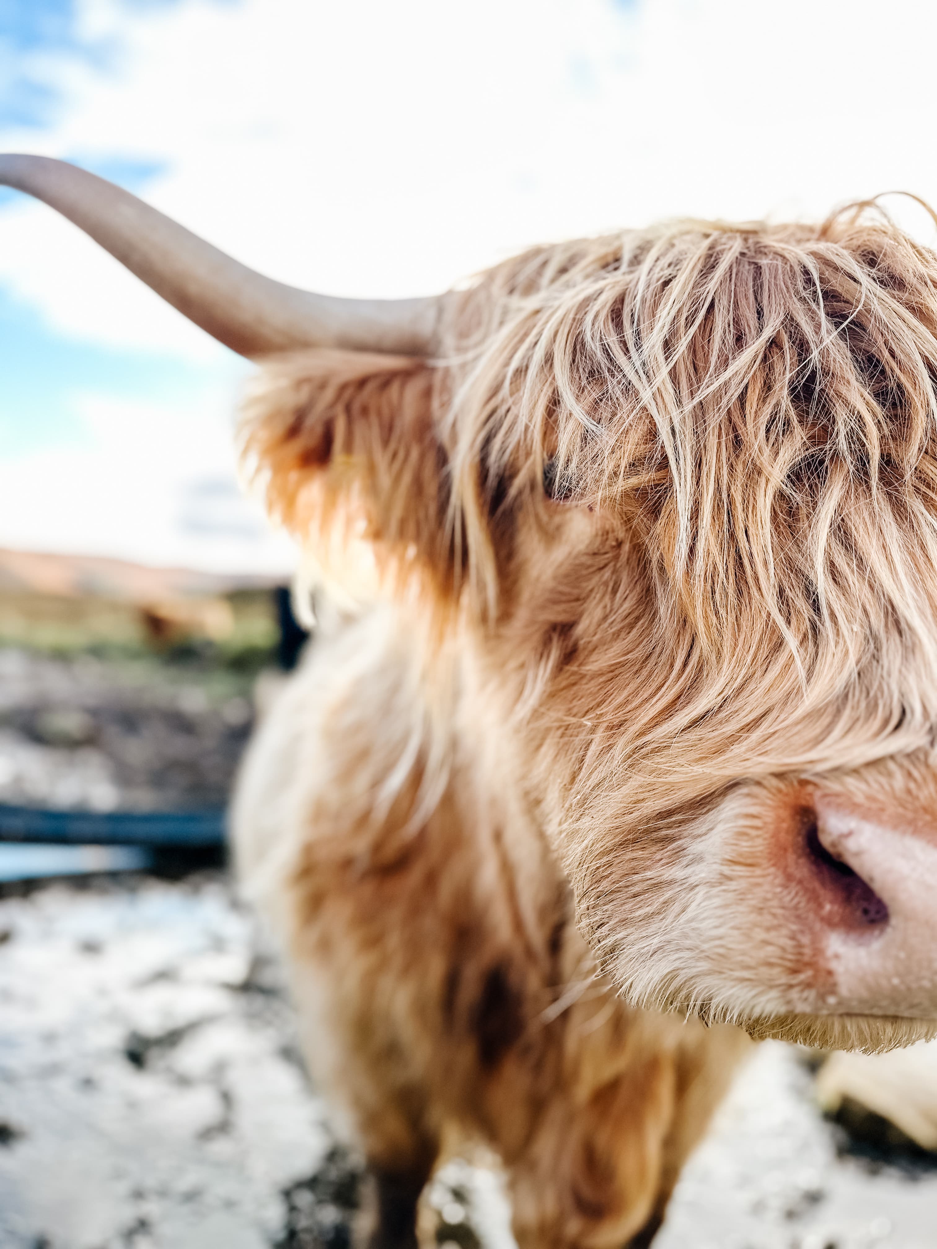 Scotland Unveiled: Edinburgh & The Highlands curated by Erin Colatrella