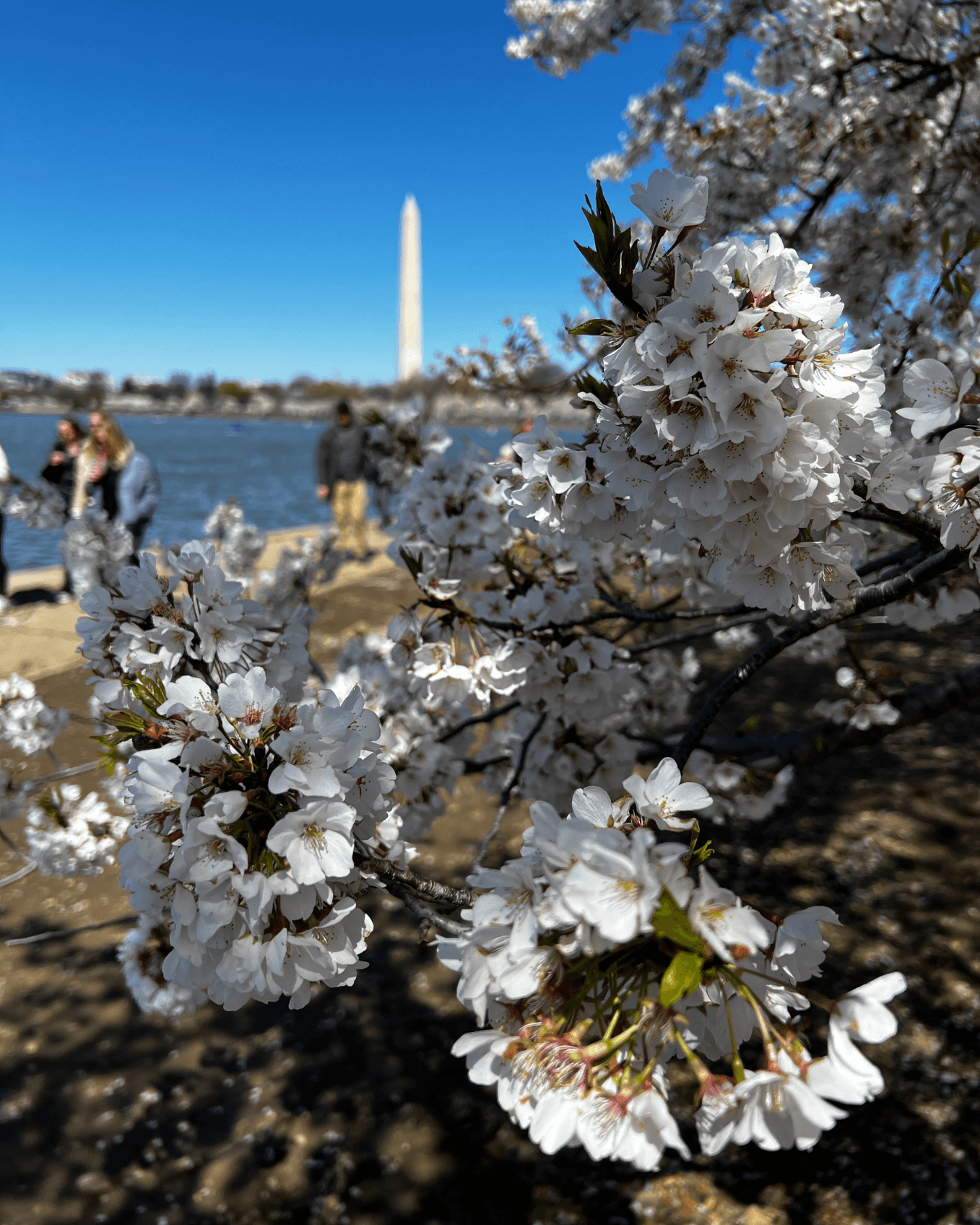 One Fun Birthday Weekend in Washington, DC curated by Alfredo Oliveira