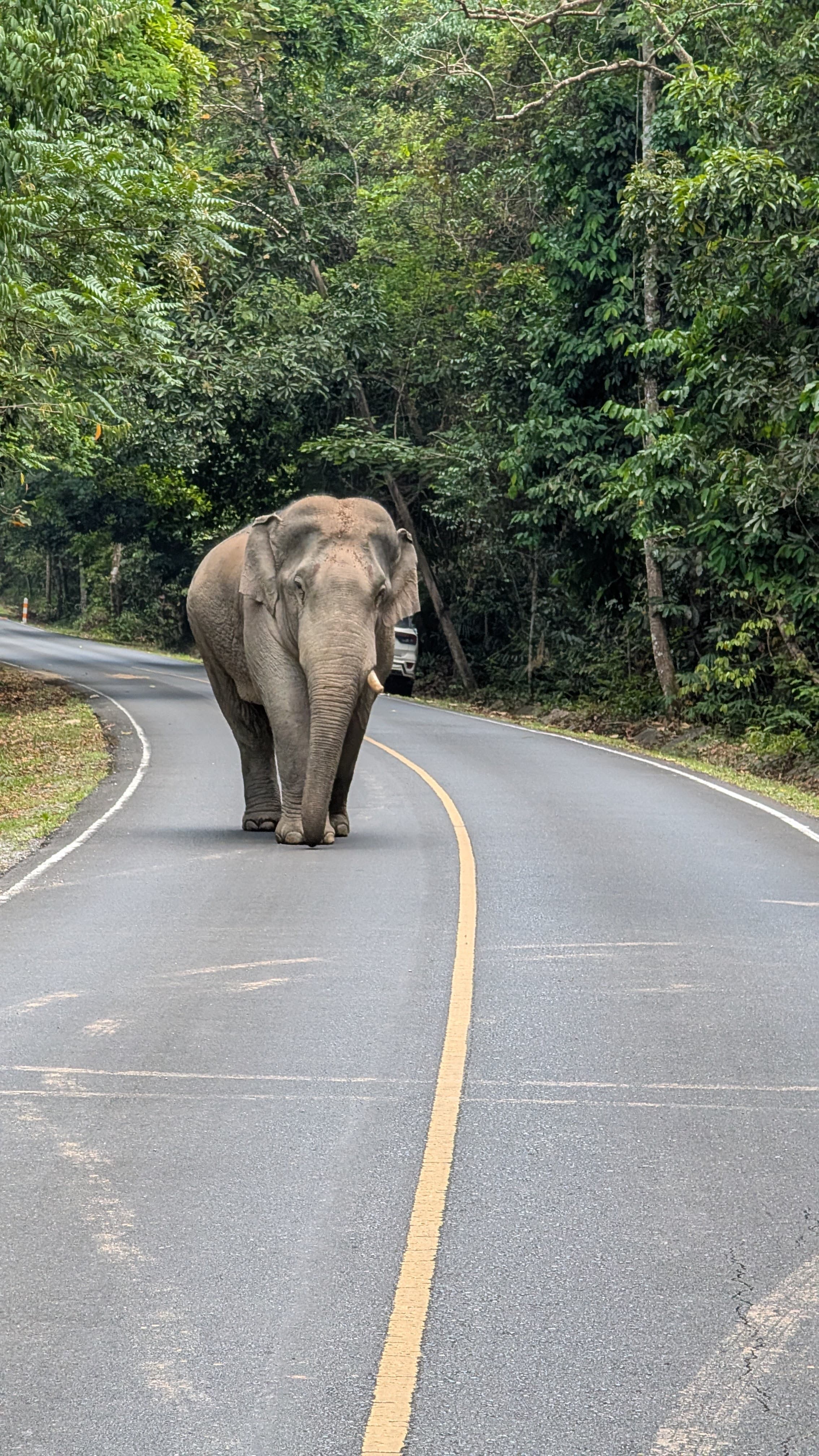 Family-Friendly Luxury: From Bangkok's Bustle to Island Bliss & Jungle Adventures curated by Taylor Grager