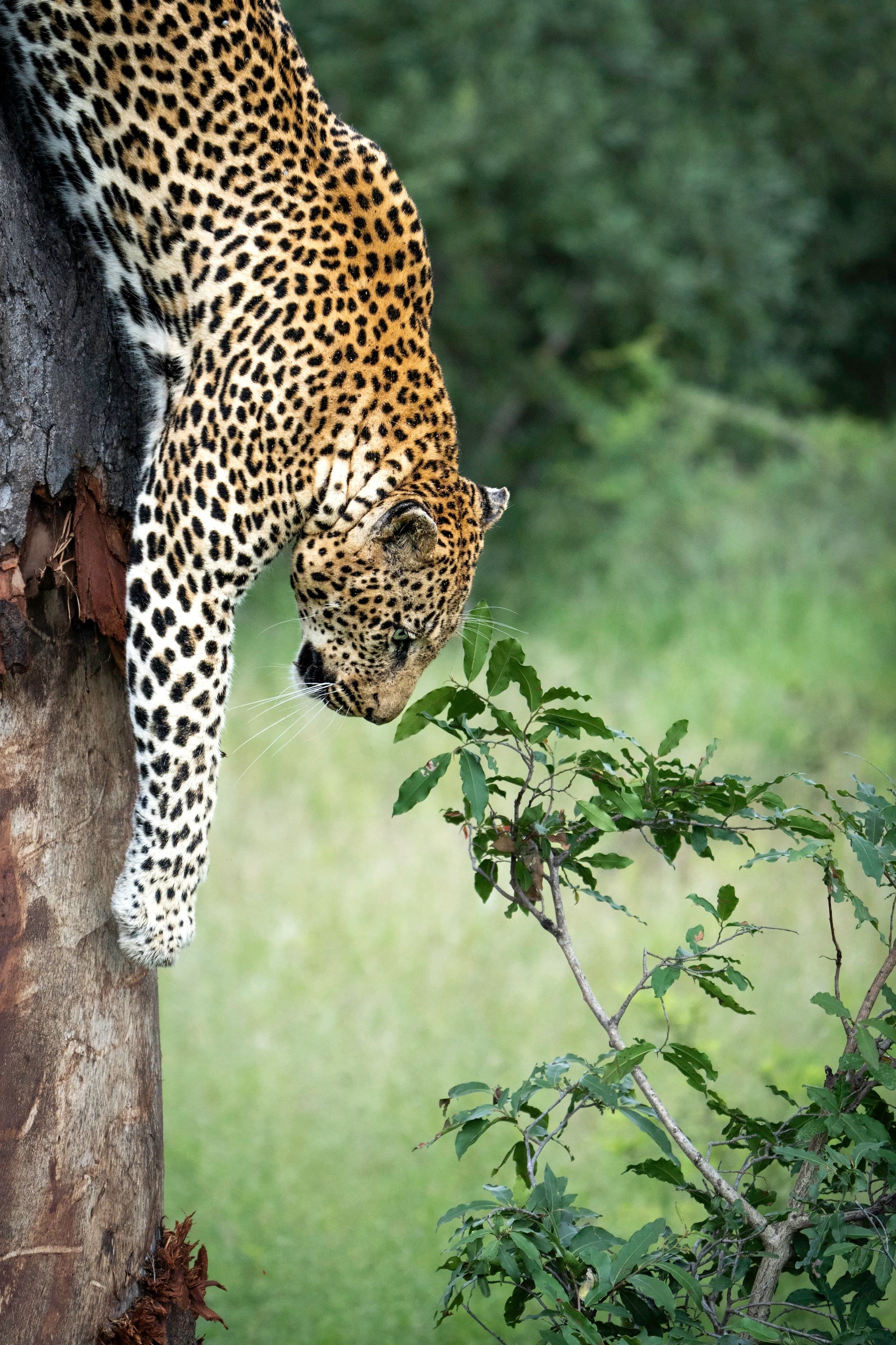 An Insider’s Guide to South Africa: Safari, City & Stillness curated by Ty Higman