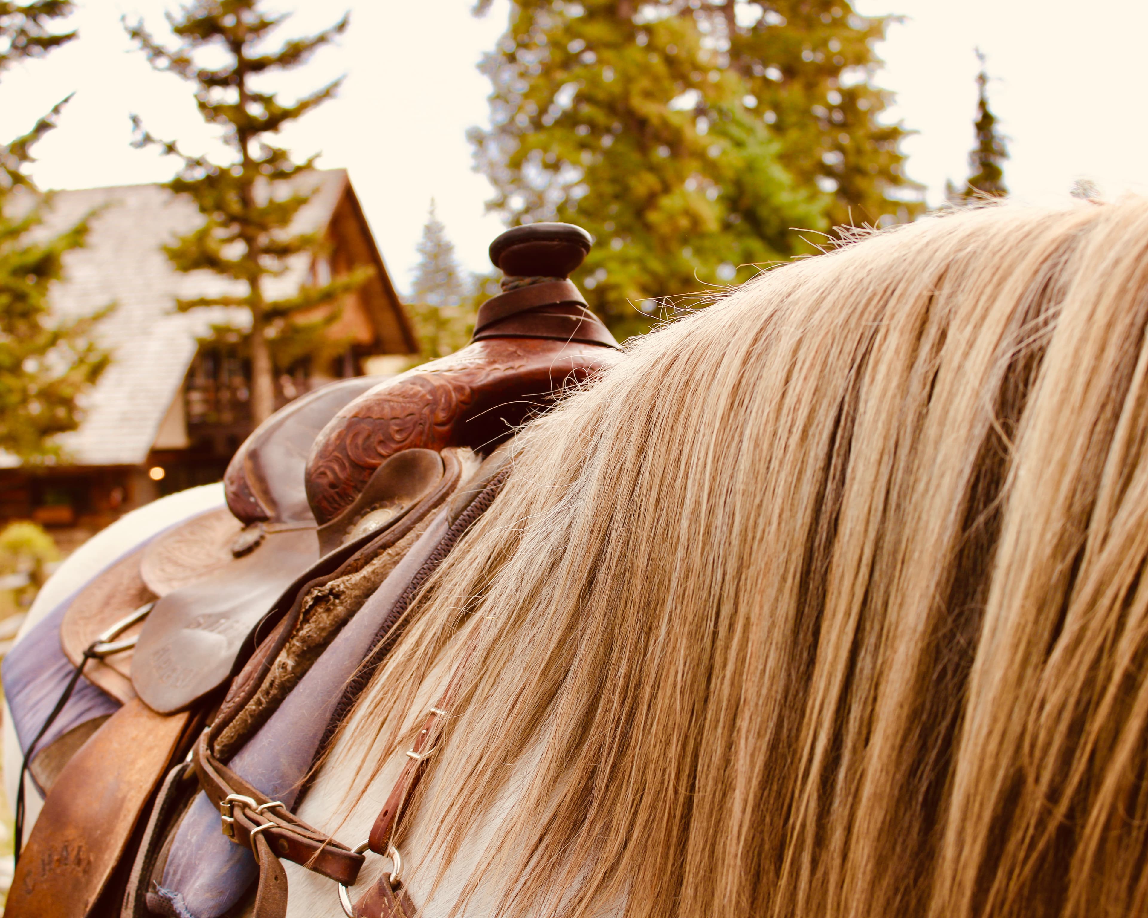 Property Spotlight: Montana Luxe at Lone Mountain Ranch curated by Alisha Keirstead