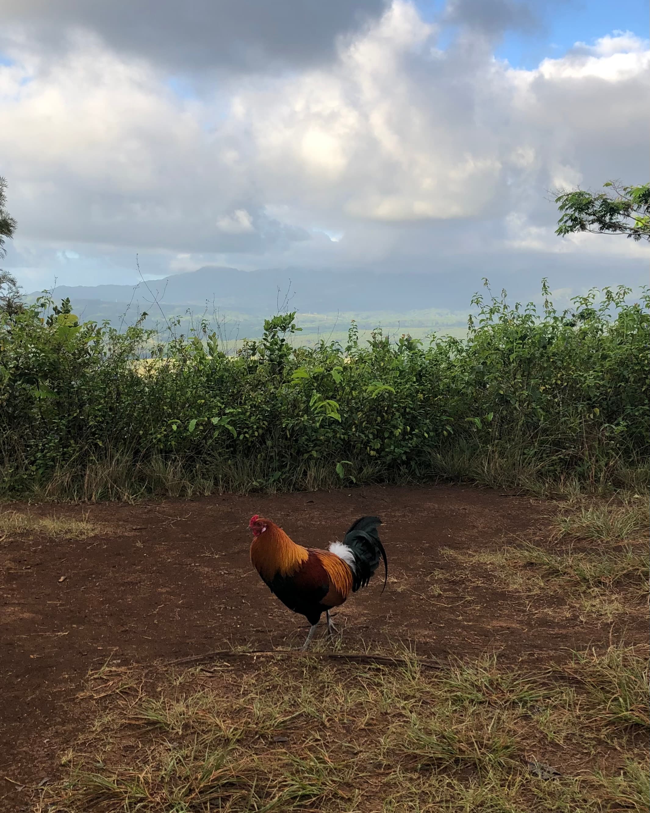 Aloha Adventure: 10 Days in Hawaii curated by Liesel Richardson