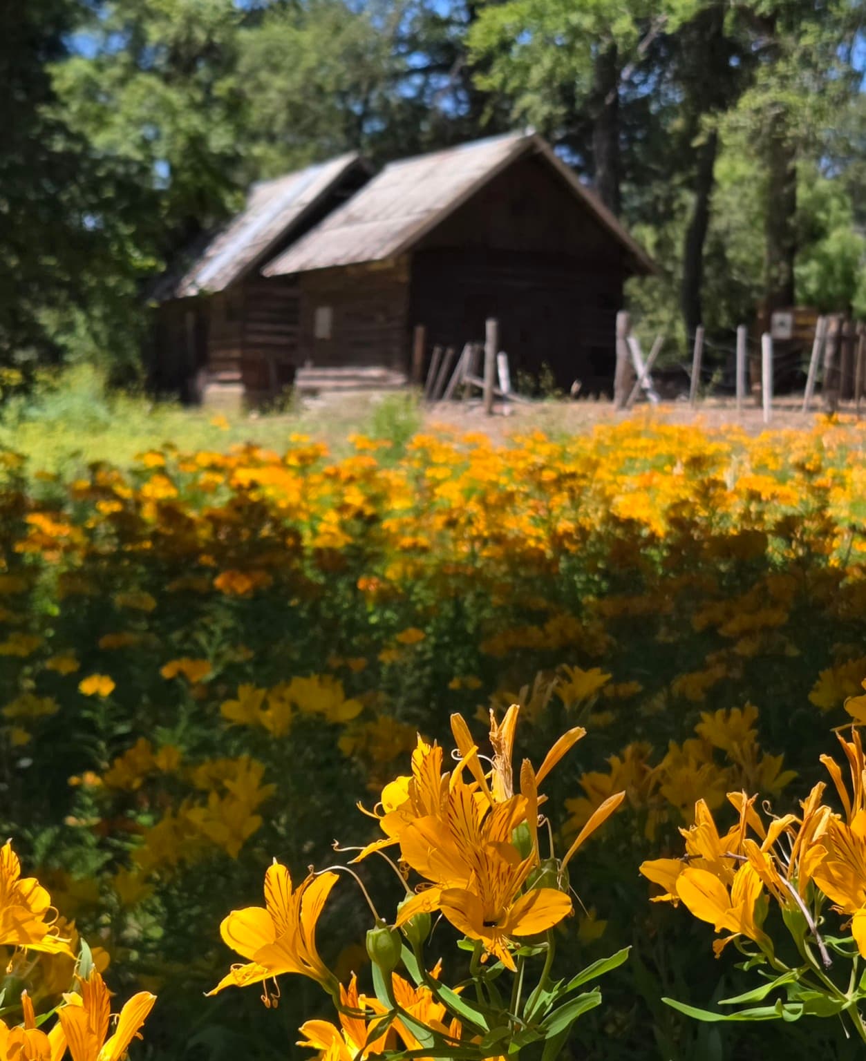 San Martín de los Andes—A Patagonian Fairytale curated by Silvana Analía Guzmán Saavedra